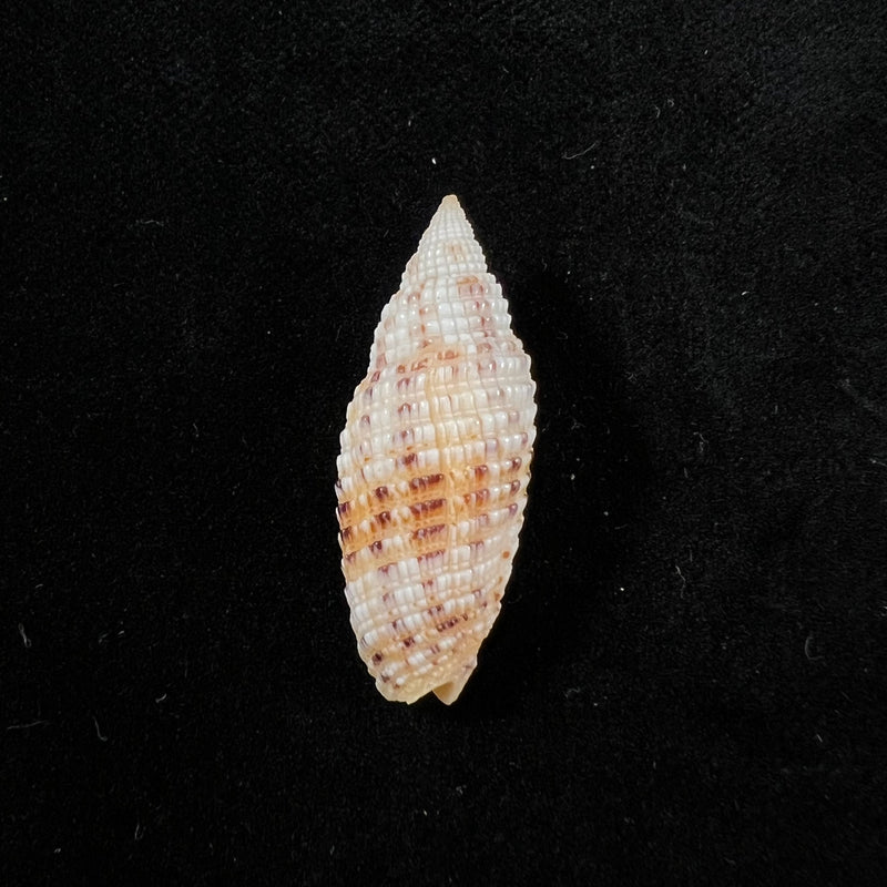 Neocancilla papilio (Link, 1807) - 31,1mm