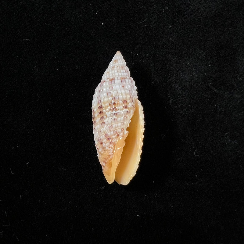 Neocancilla papilio (Link, 1807) - 31,1mm