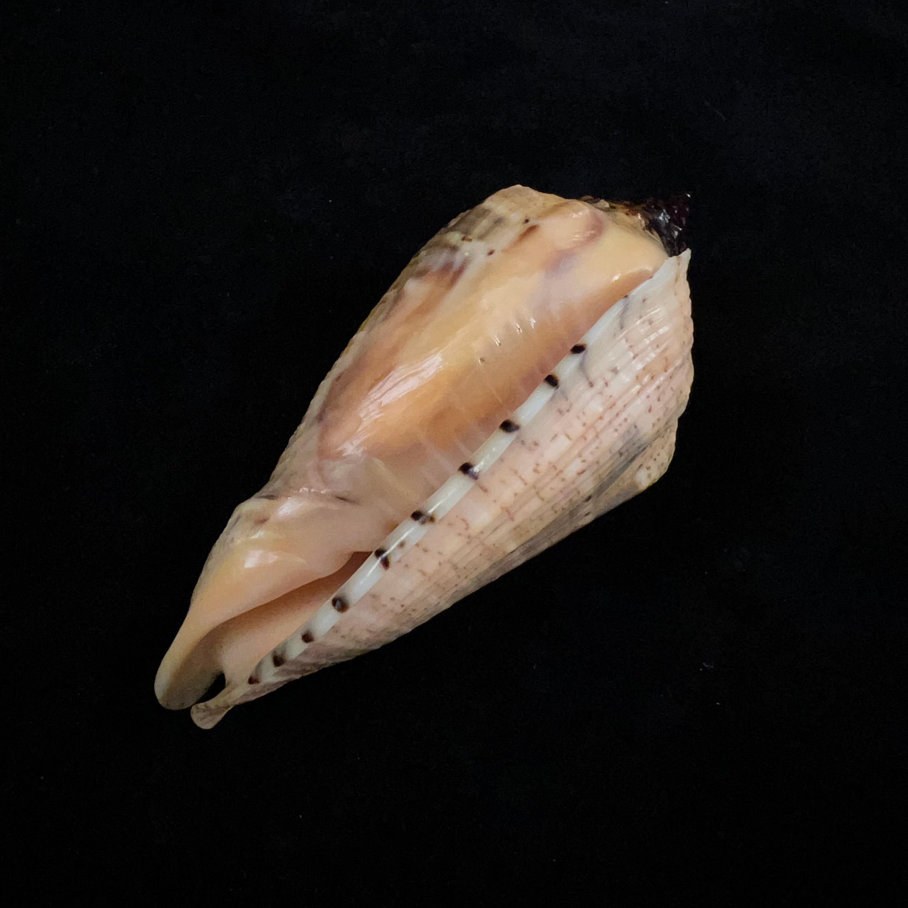 Voluta virescens [Lightfoot], 1786 - 109,7mm