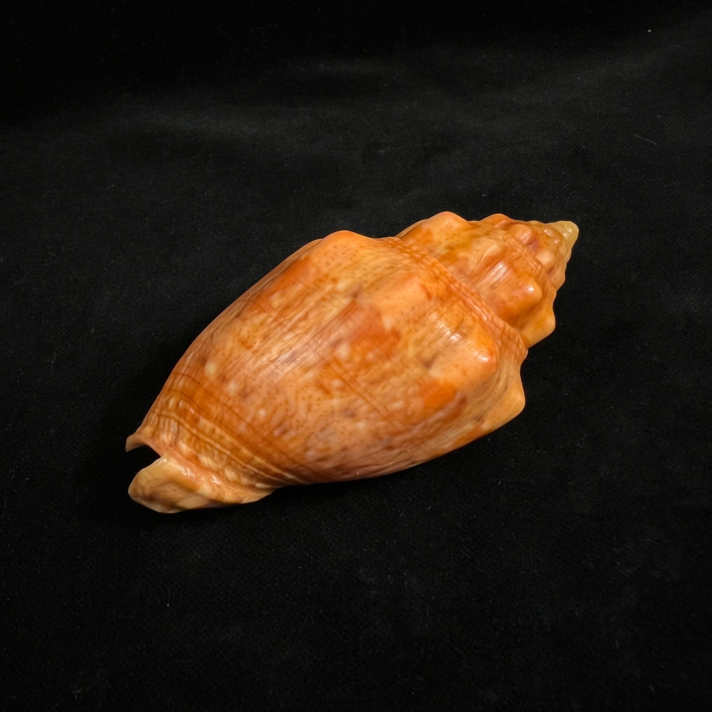 林奈音乐卷，1758 - 89,8mm