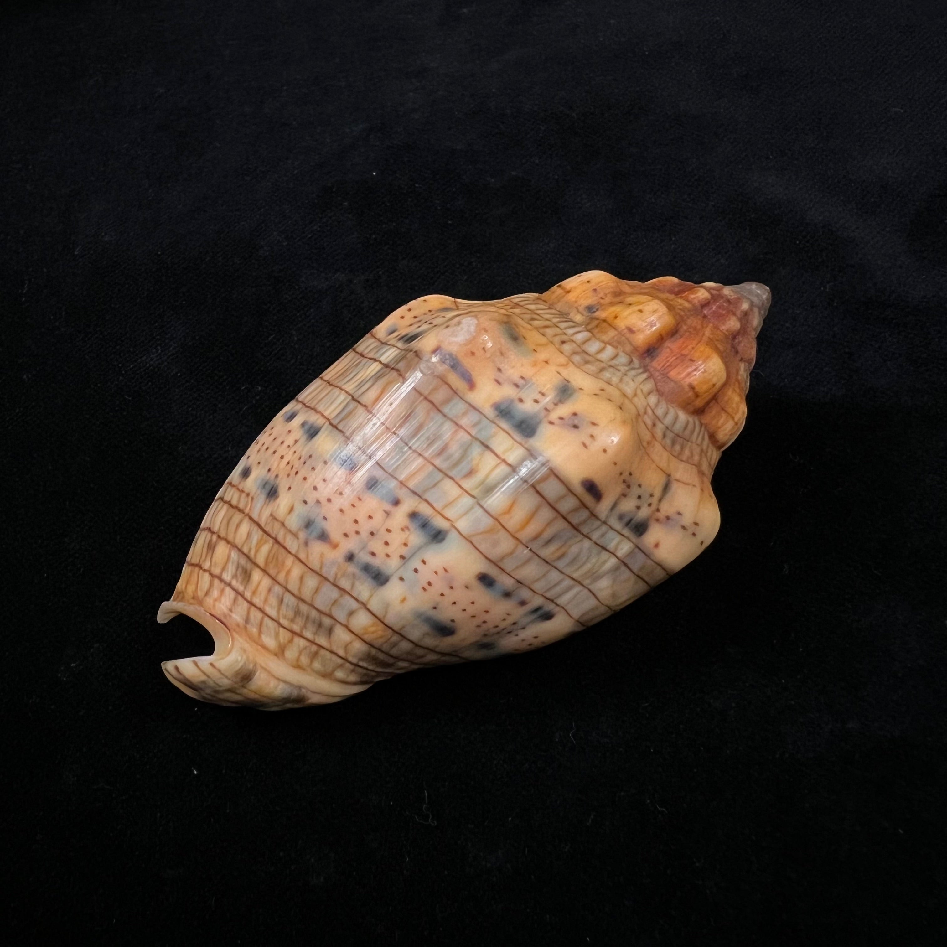 Voluta musica Linnaeus, 1758 - 75,3mm