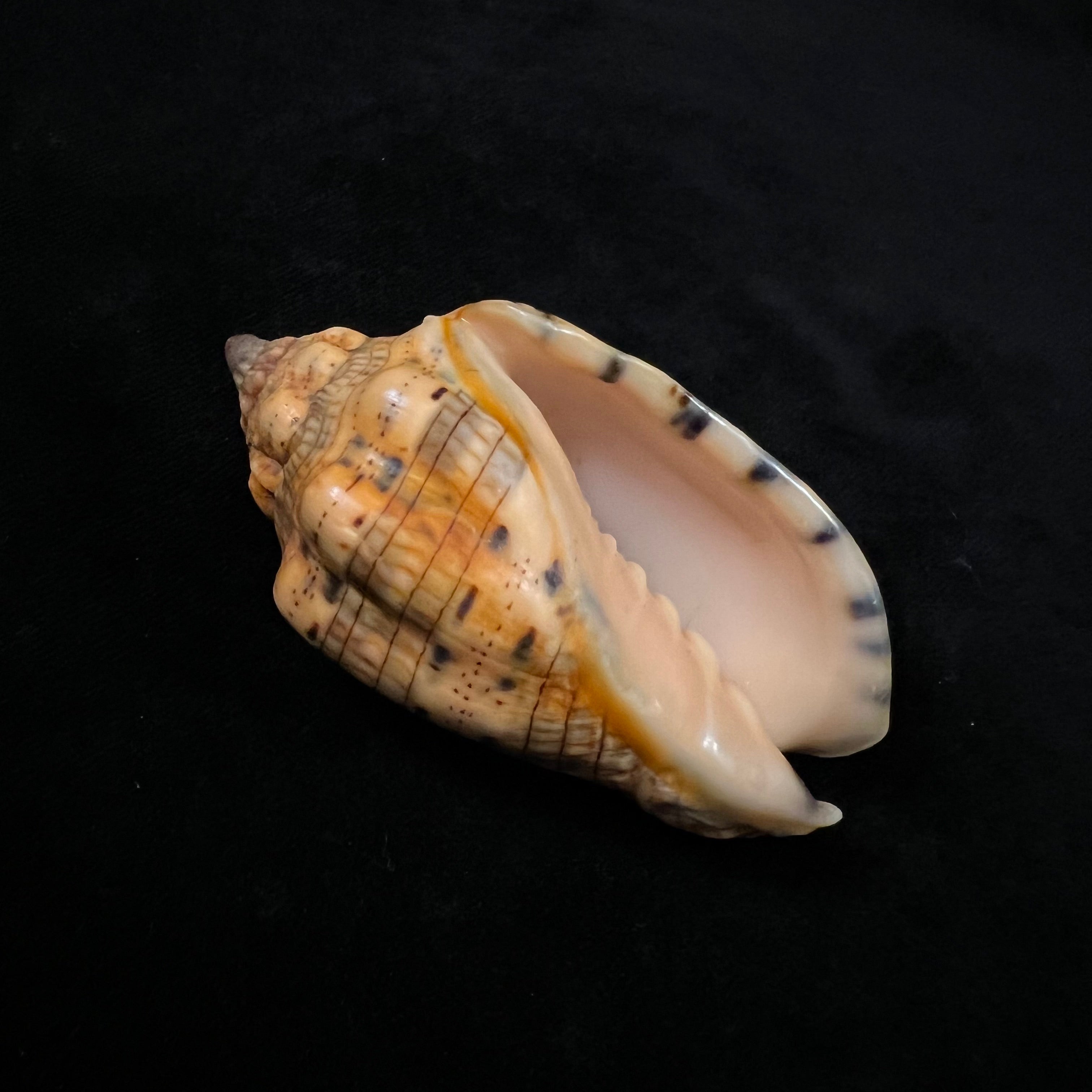 Voluta musica Linnaeus, 1758 - 75,3mm