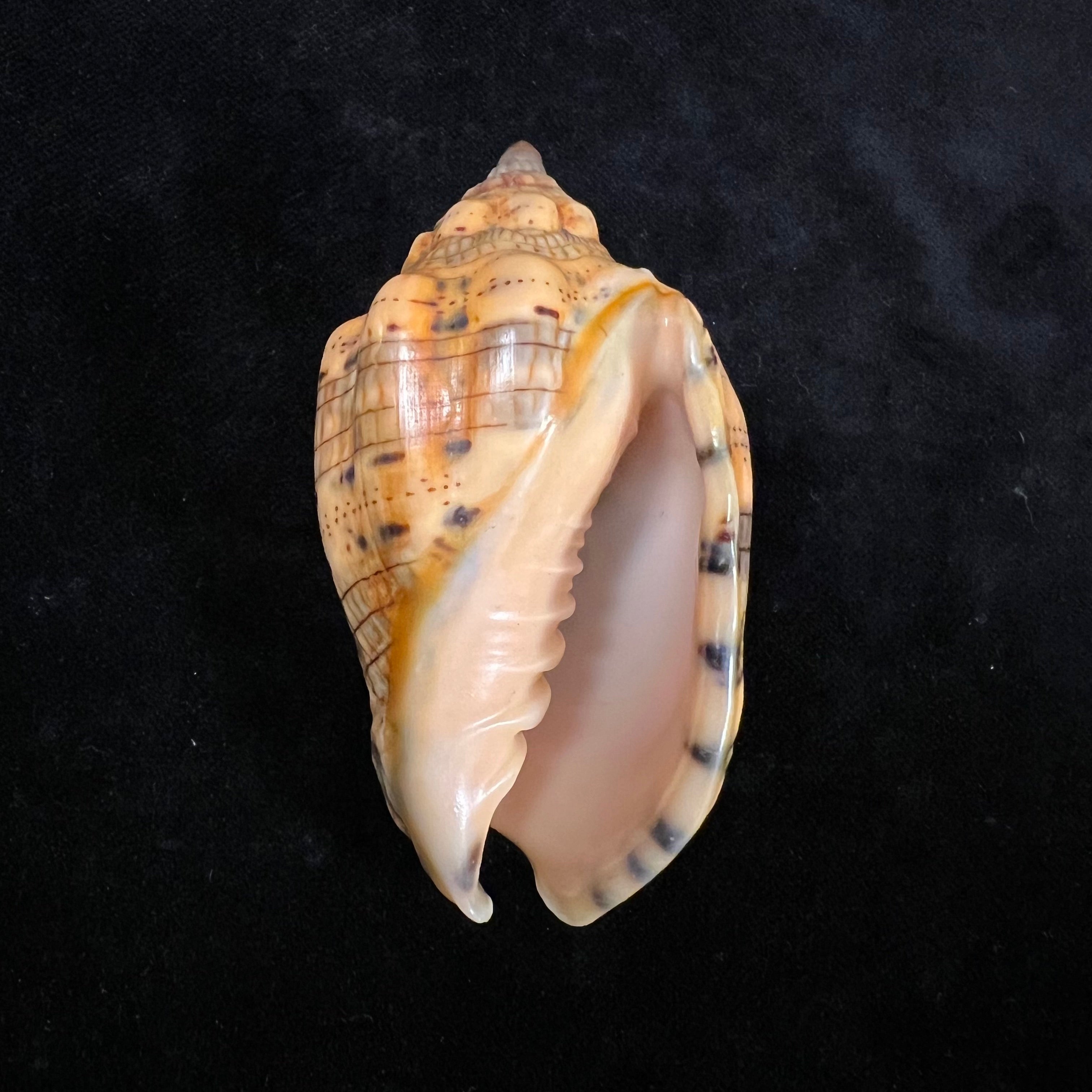 Voluta musica Linnaeus, 1758 - 75,3mm