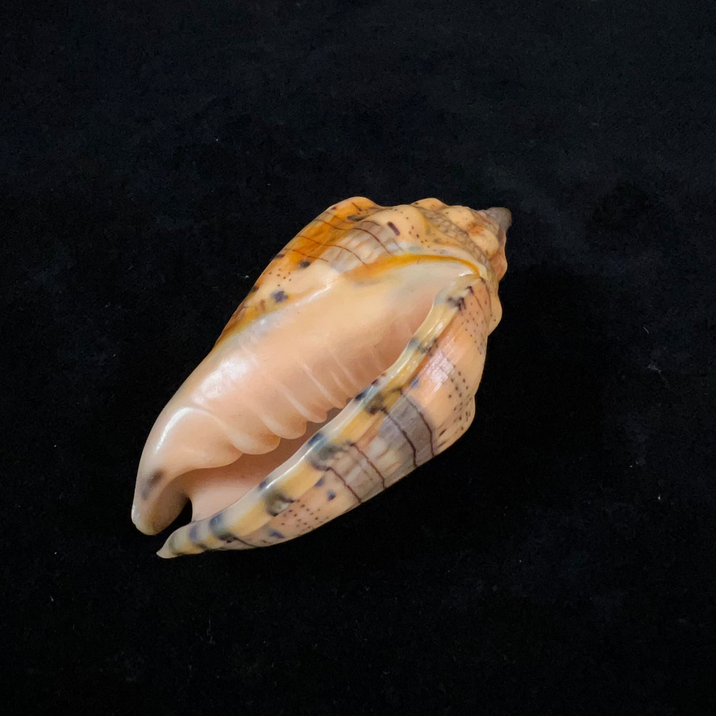 Voluta musica Linnaeus, 1758 - 75,3mm