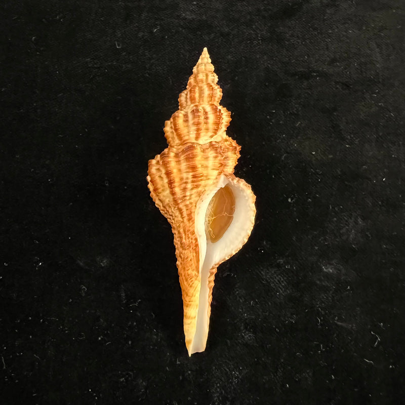 Goniofusus strigatus (R. A. Philippi, 1850) - 82,5mm