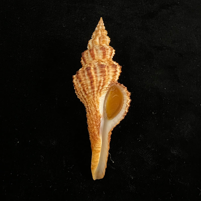 Goniofusus strigatus (R. A. Philippi, 1850) - 82,3mm