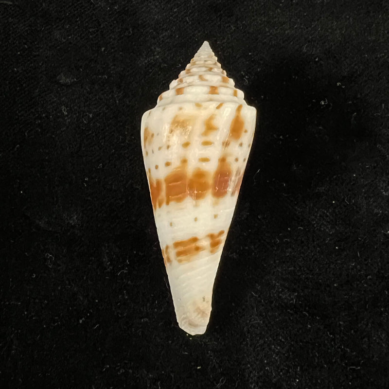 Conasprella ichinoseana (Kuroda, 1956) - 57mm