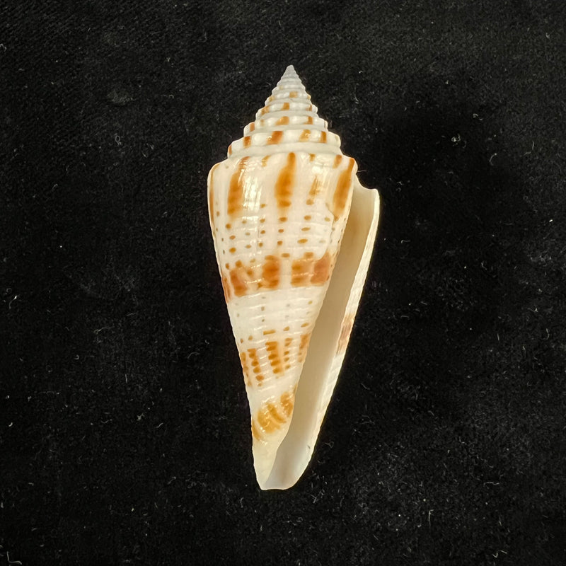 Conasprella ichinoseana (Kuroda, 1956) - 60,9mm