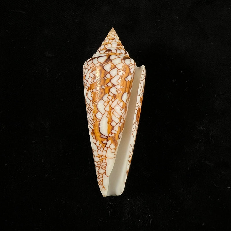 Conus sumbawaensis (Verbinnen, 2022) - 66,7mm