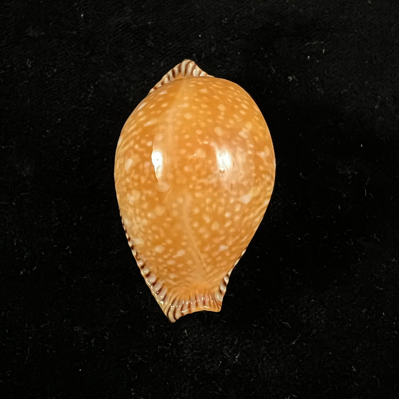 Perisserosa guttata surinensis (L. Raybaudi, 1978) - 49,4mm