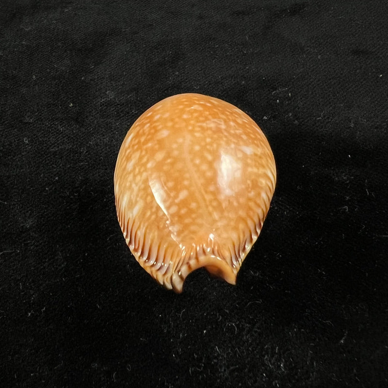 Perisserosa guttata surinensis (L. Raybaudi, 1978) - 49,4mm