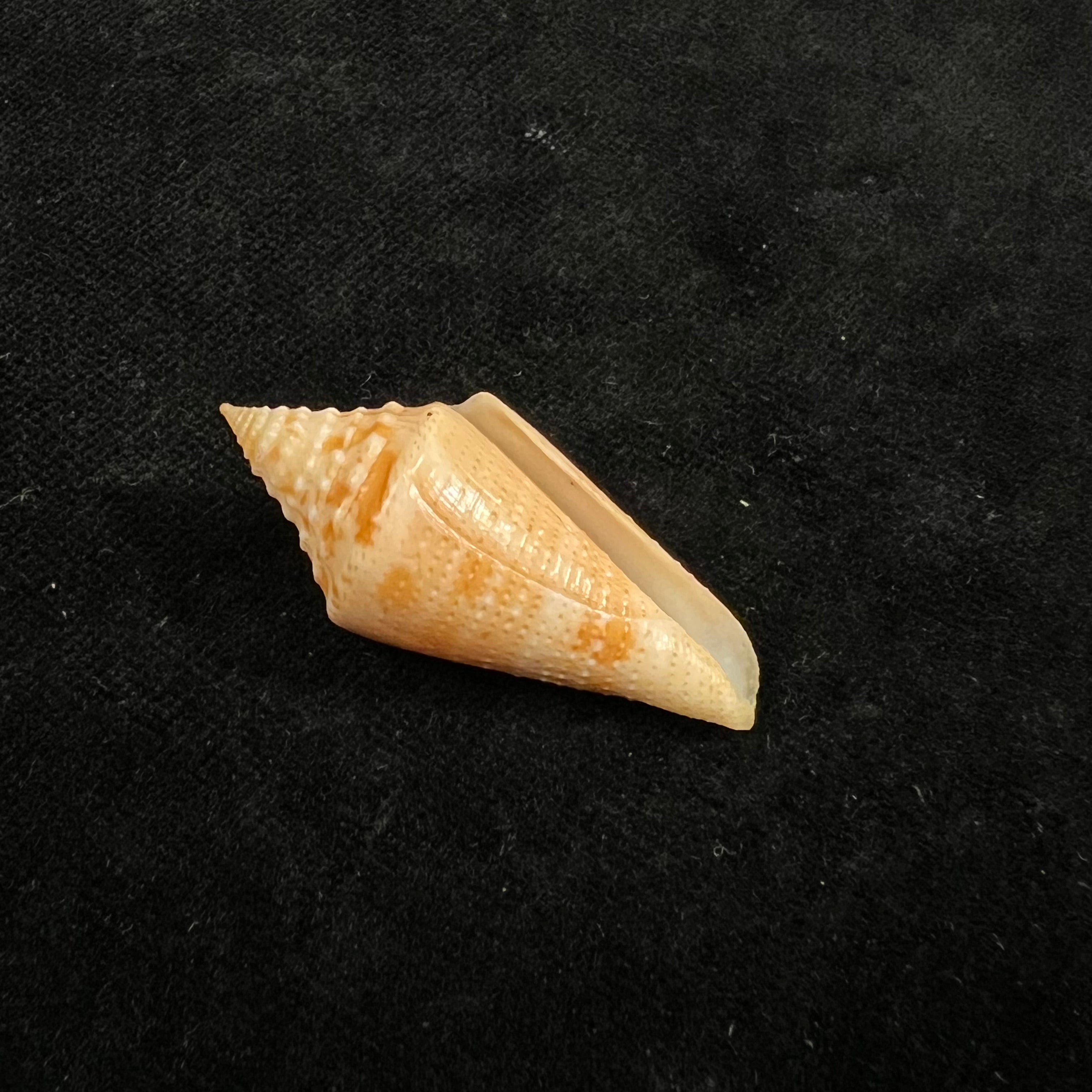 Conus mappa jesusramirezi (T. Cossignani, 2010) - 37,1mm