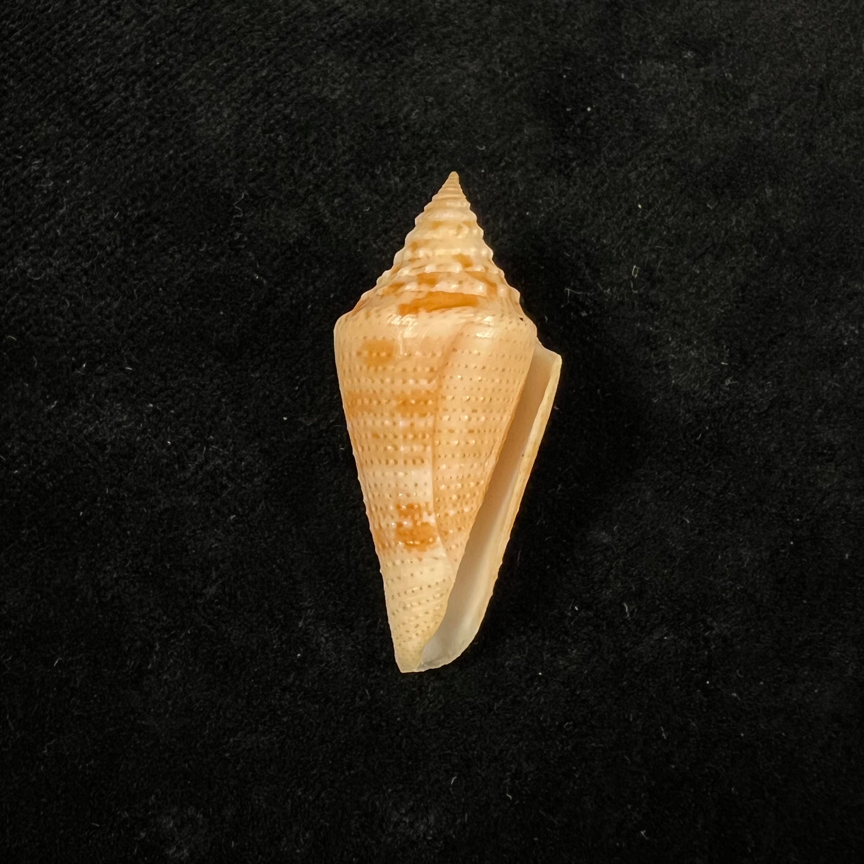 Conus mappa jesusramirezi (T. Cossignani, 2010) - 37,1mm