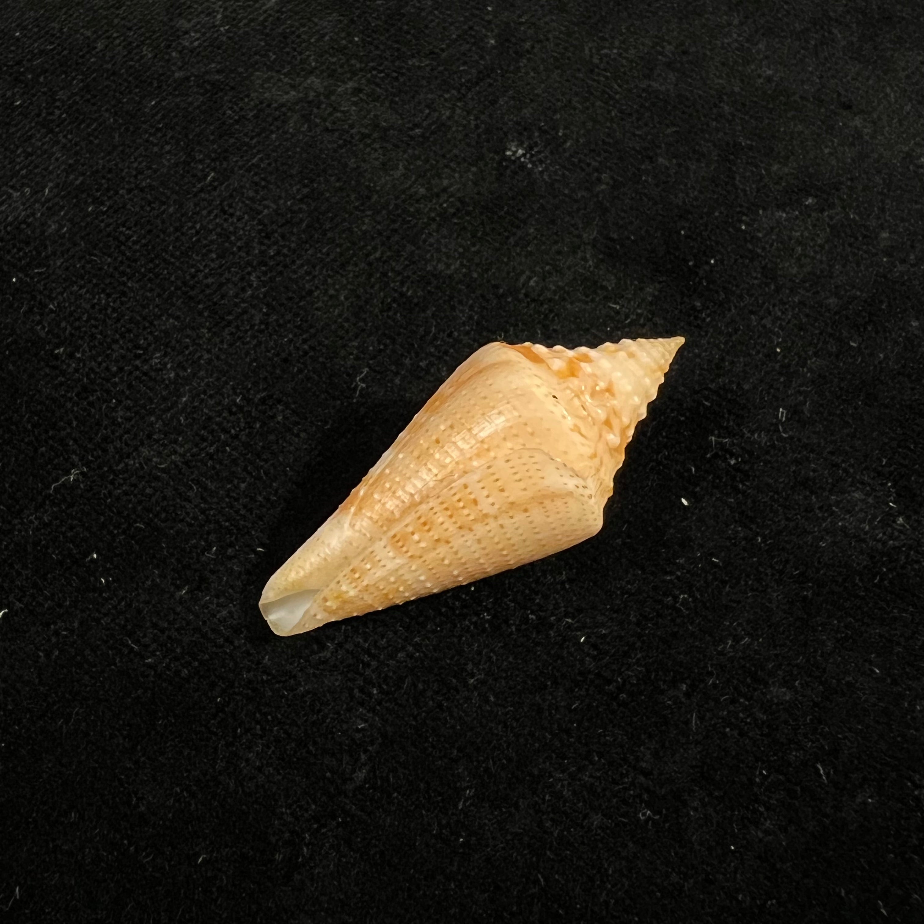 Conus mappa jesusramirezi (T. Cossignani, 2010) - 37,1mm