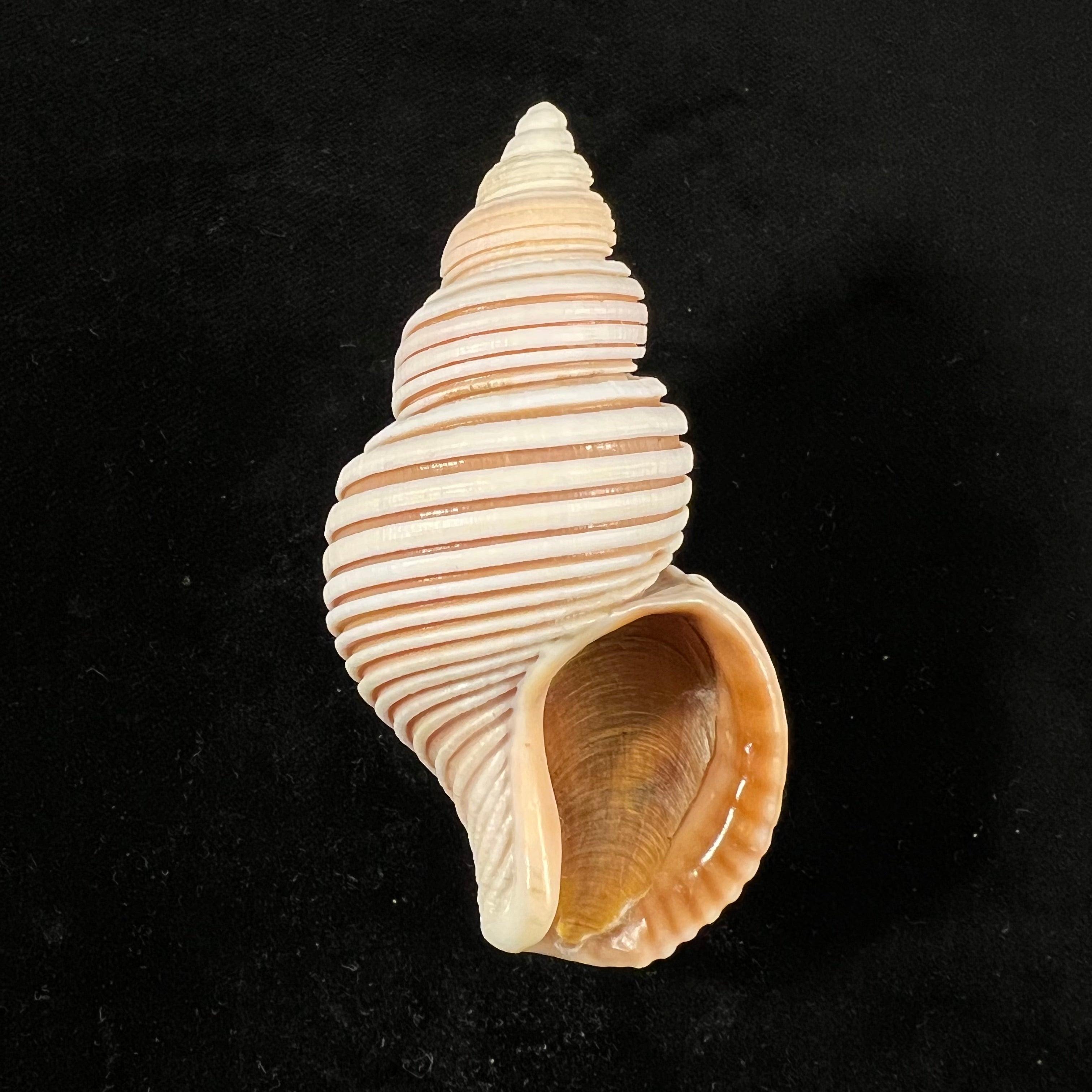 Ancistrolepis vietnamensis Sirenko & Goryachev, 1990 - 78,8mm
