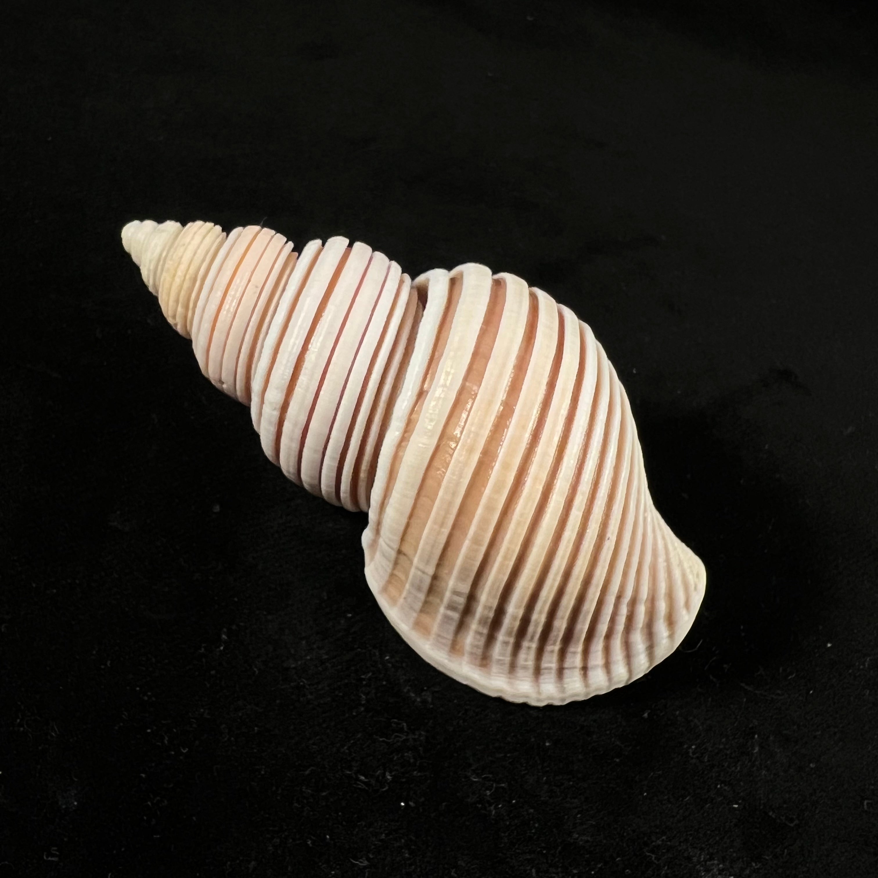 Ancistrolepis vietnamensis Sirenko & Goryachev, 1990 - 78,8mm