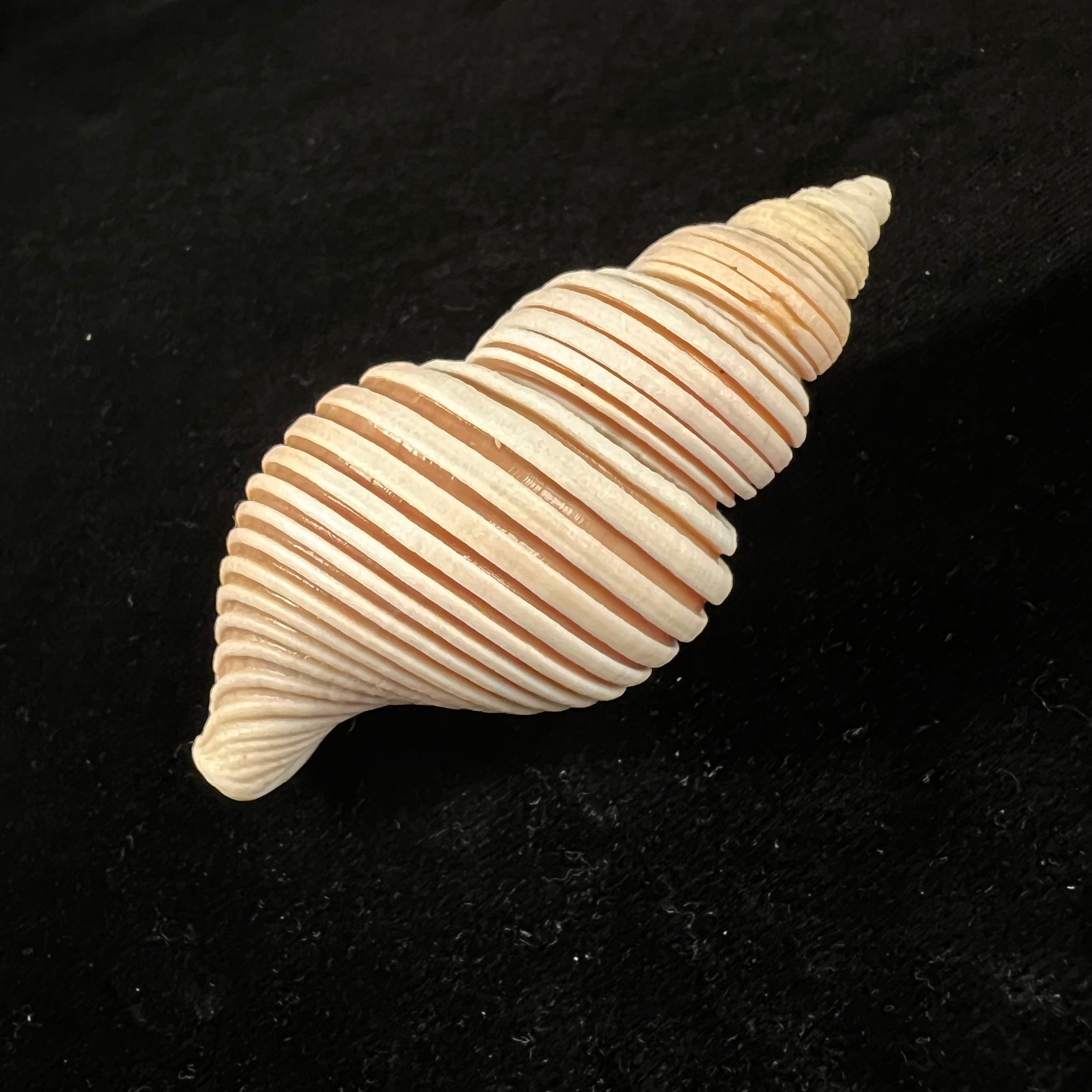 Ancistrolepis vietnamensis Sirenko & Goryachev, 1990 - 78,8mm