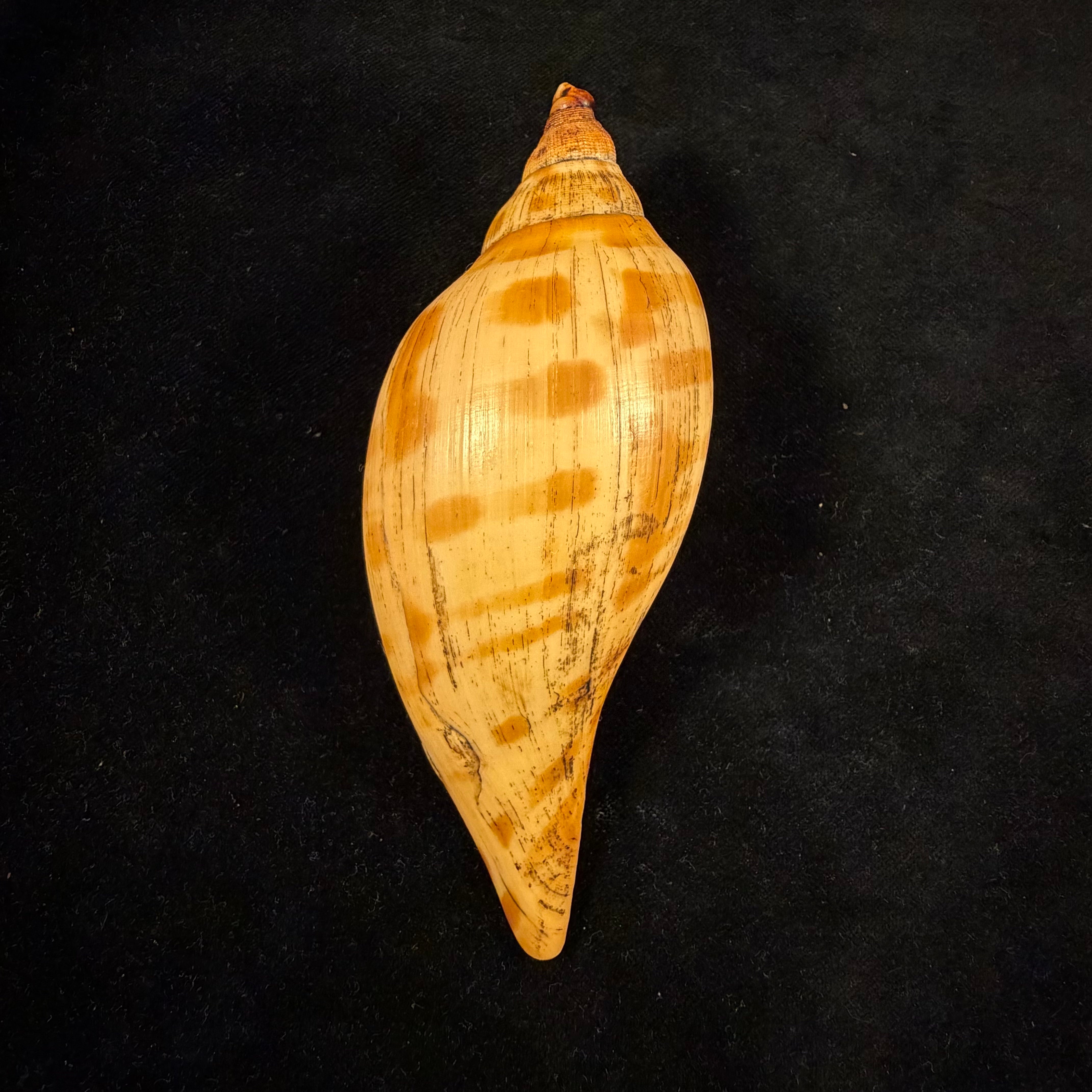 Scaphella evelina F. M. Bayer, 1971 - 136mm