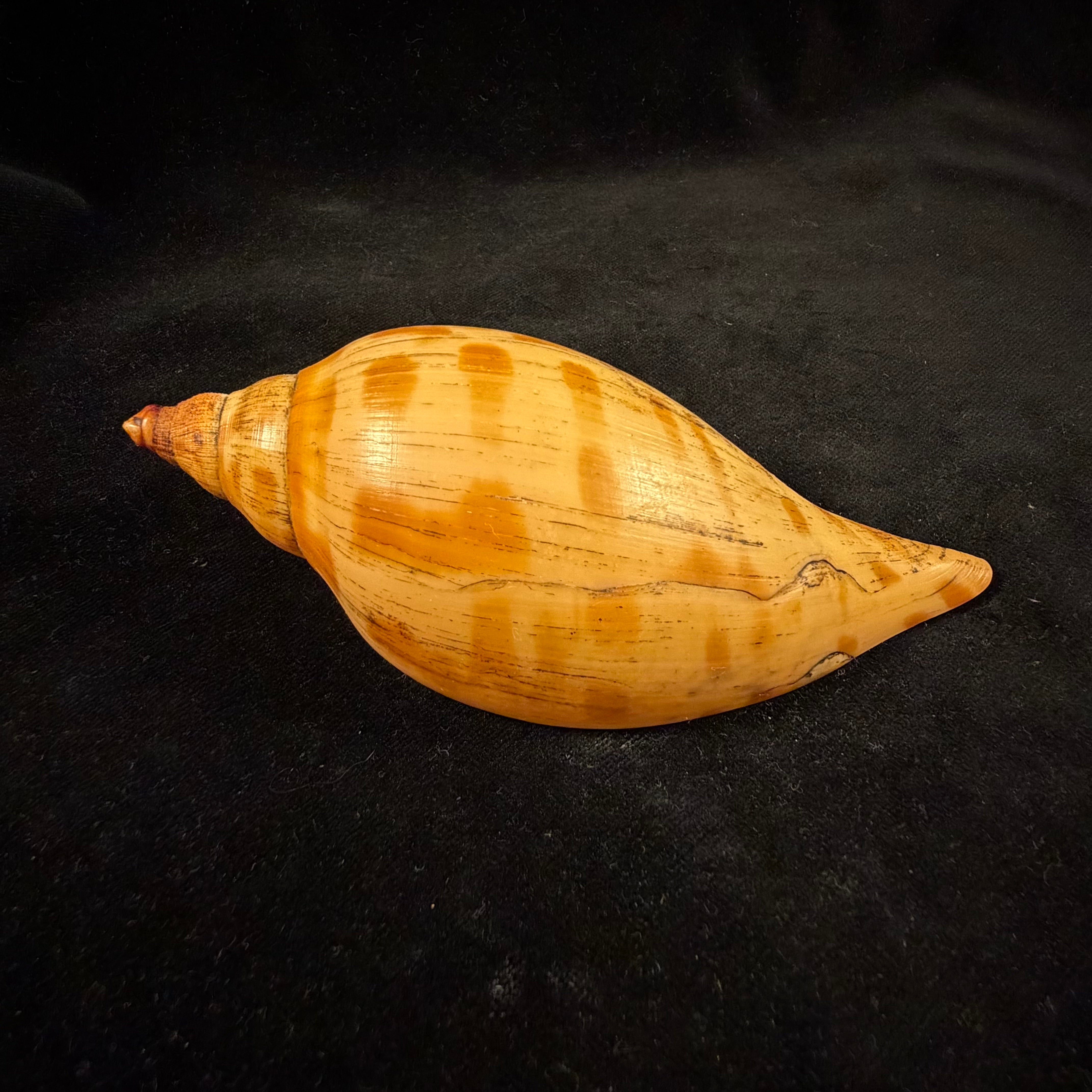 Scaphella evelina F. M. Bayer, 1971 - 136mm