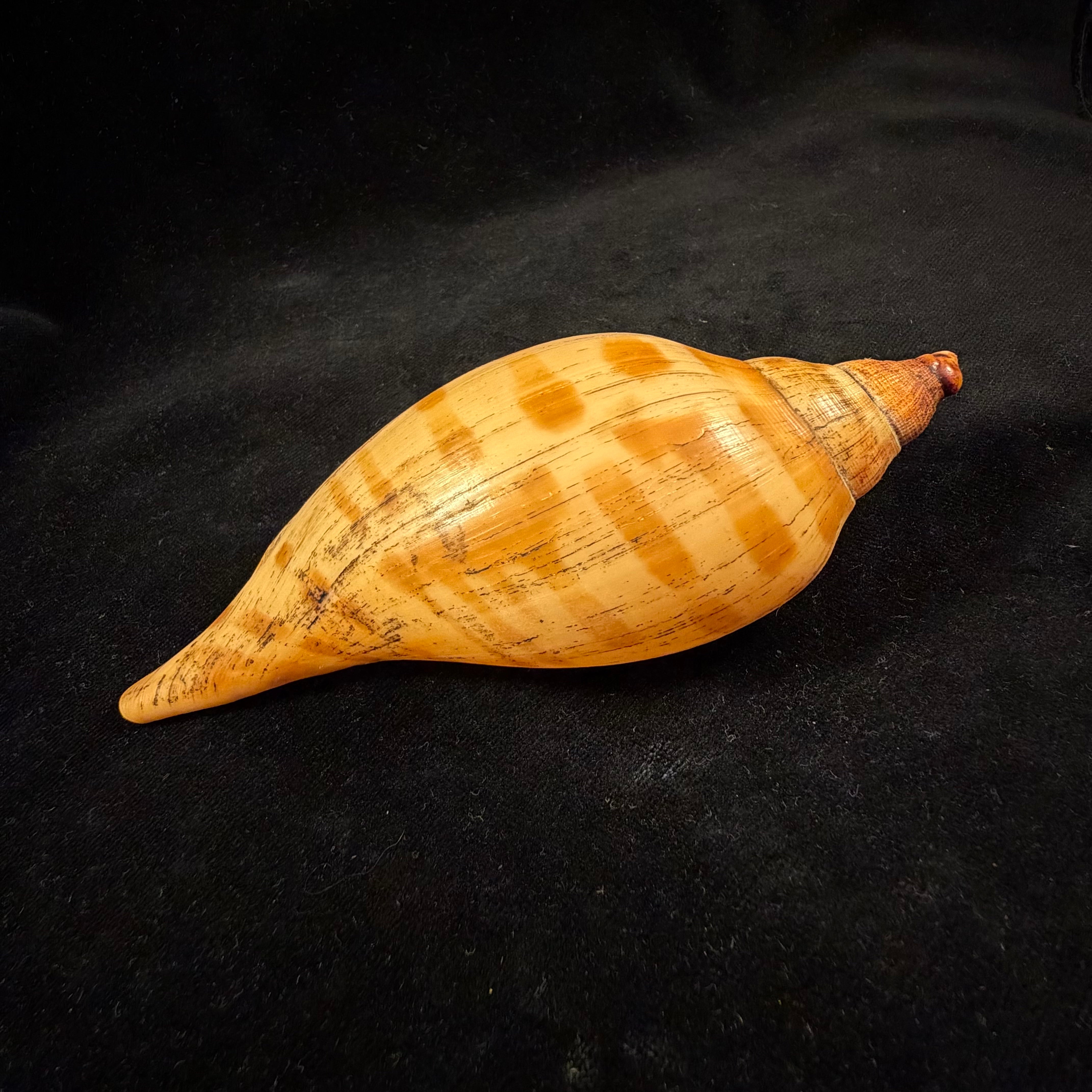 Scaphella evelina F. M. Bayer, 1971 - 136mm