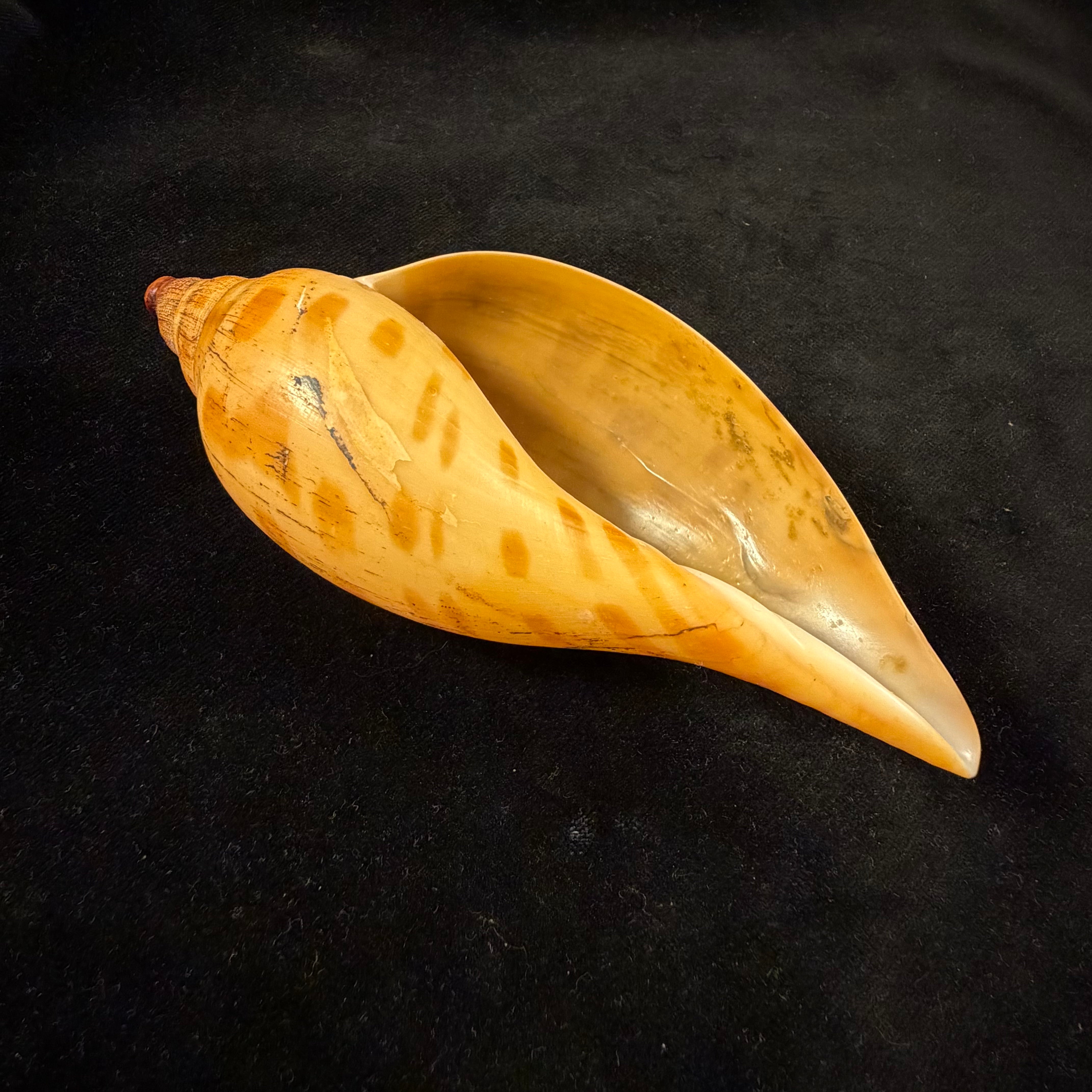 Scaphella evelina F. M. Bayer, 1971 - 136mm