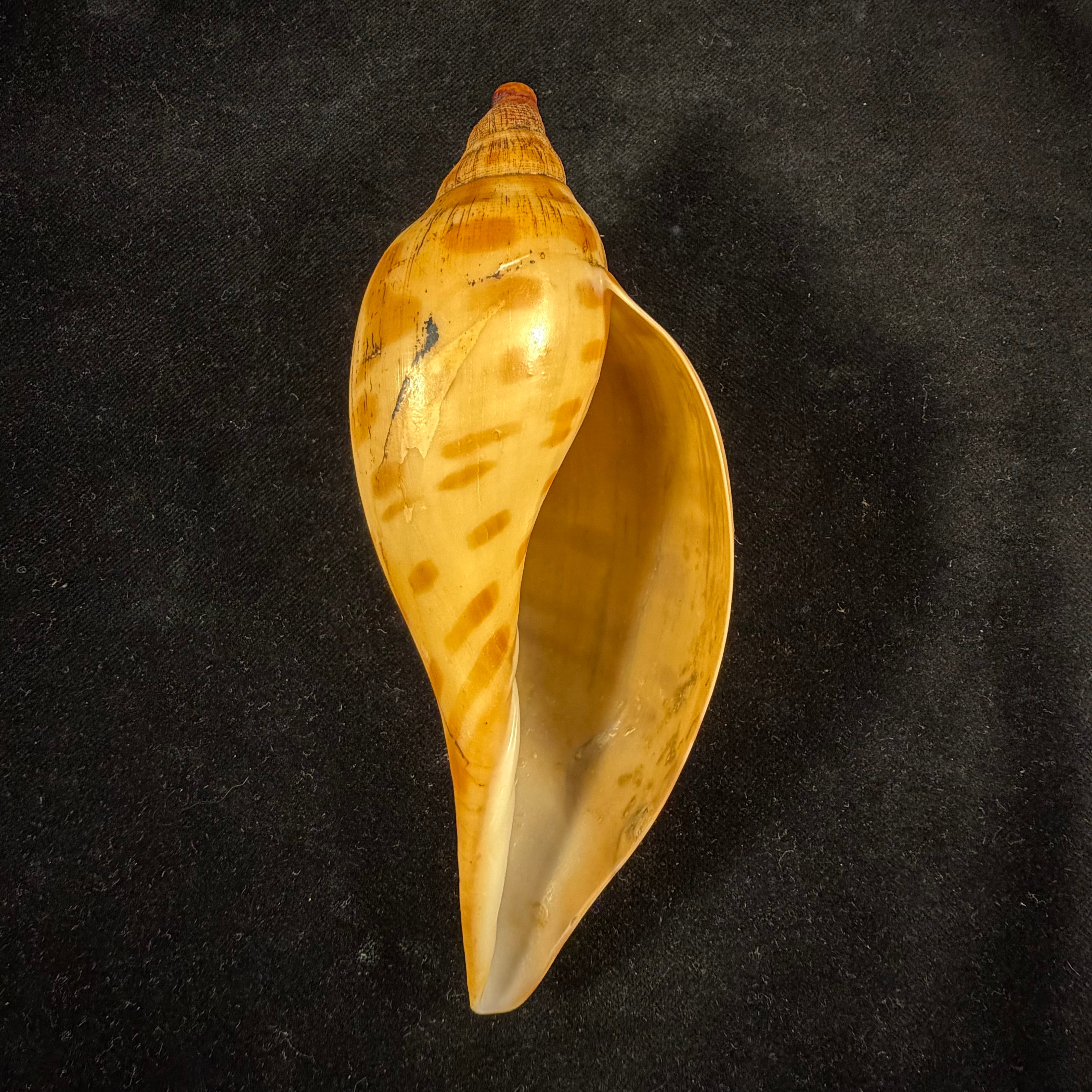 Scaphella evelina F. M. Bayer, 1971 - 136mm