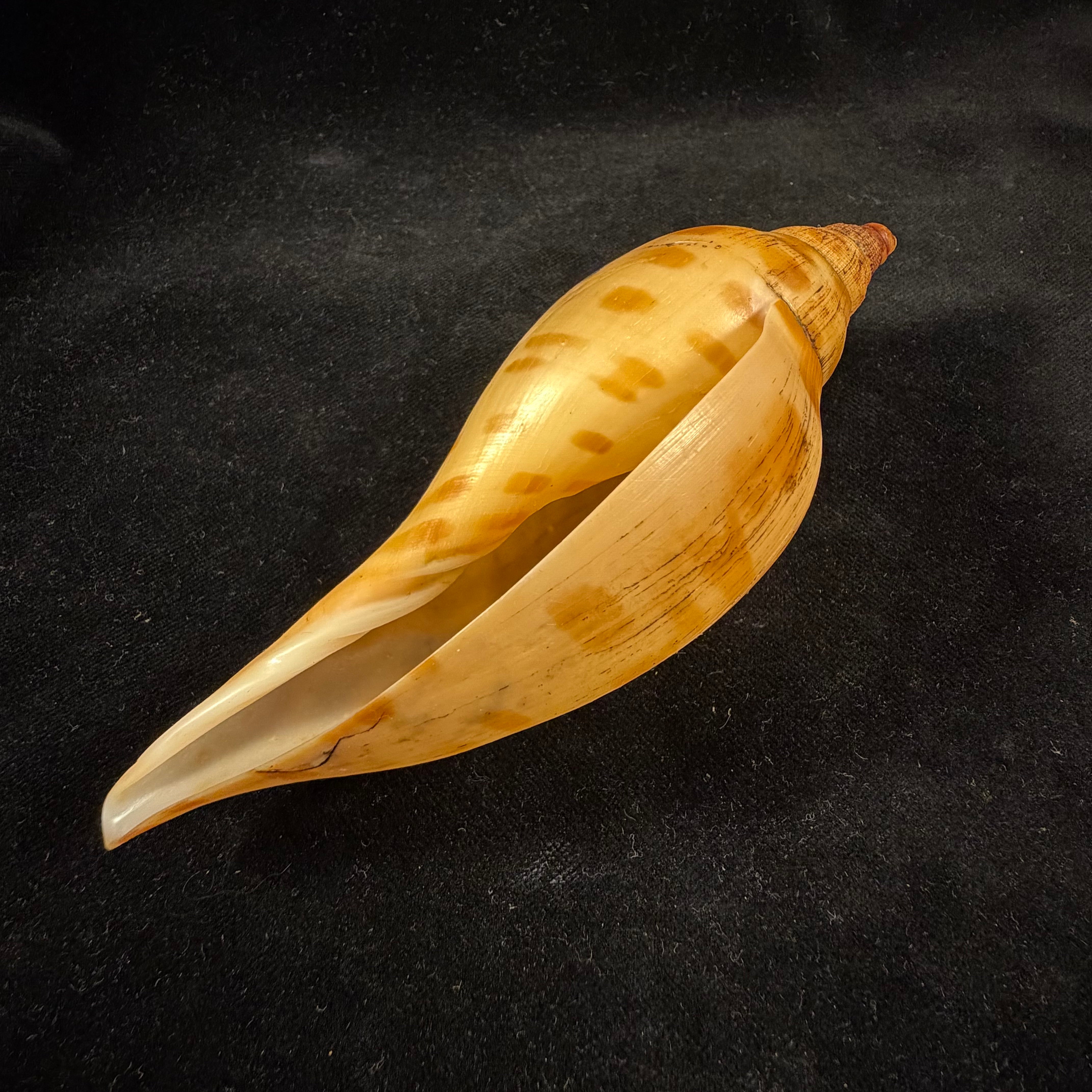 Scaphella evelina F. M. Bayer, 1971 - 136mm