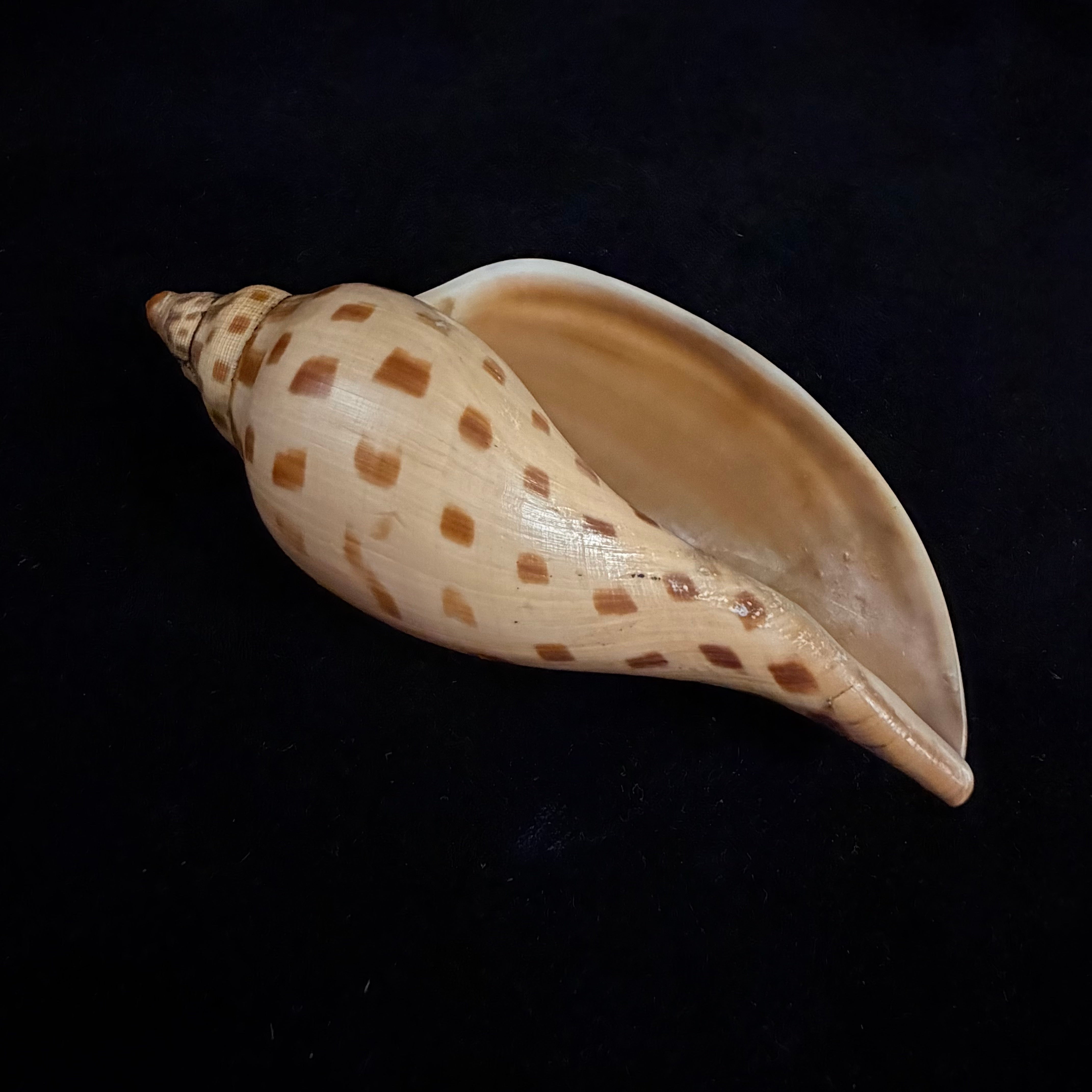 Scaphella matchetti Petuch & Sargent, 2011 - 113,1mm