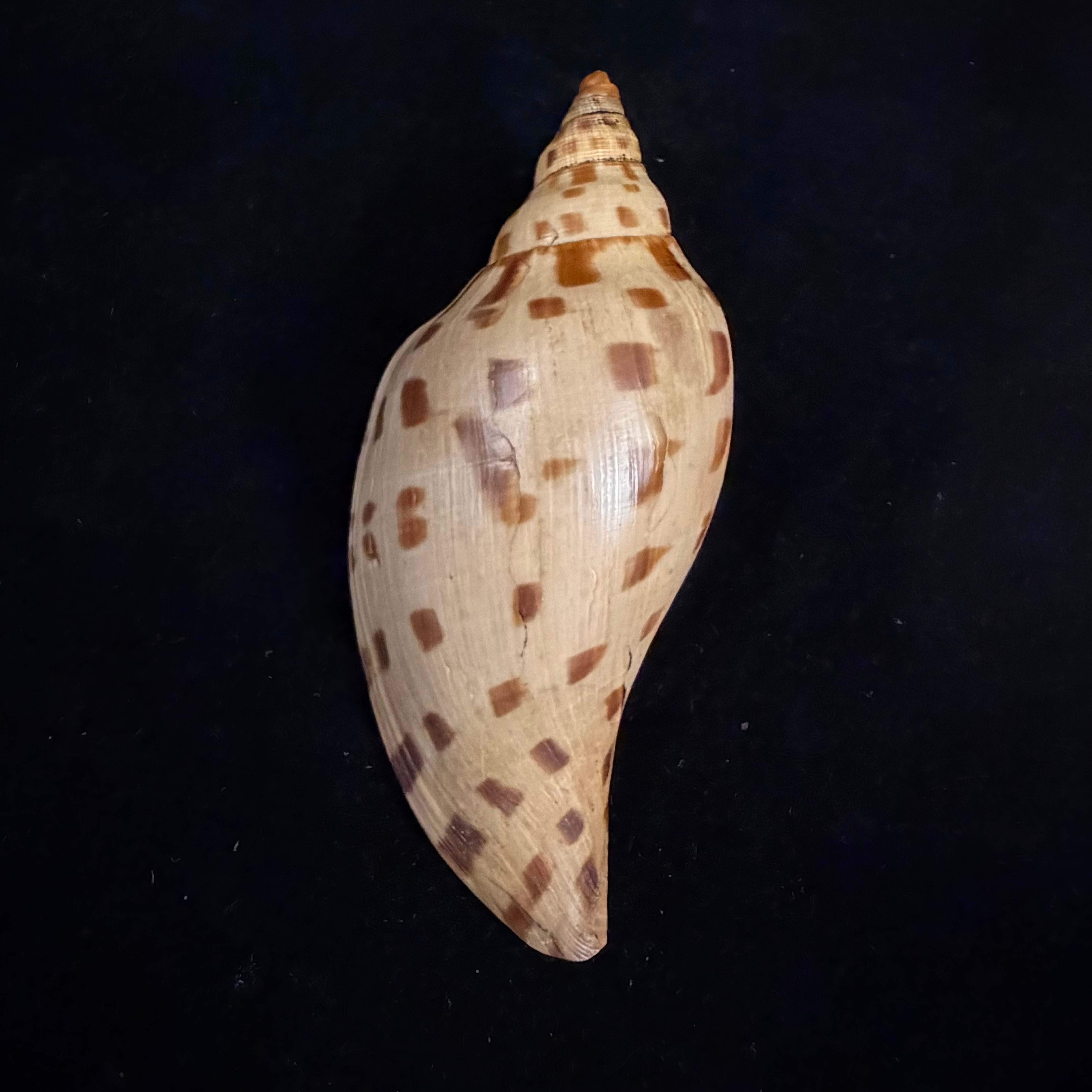 Scaphella matchetti Petuch & Sargent, 2011 - 113,1mm