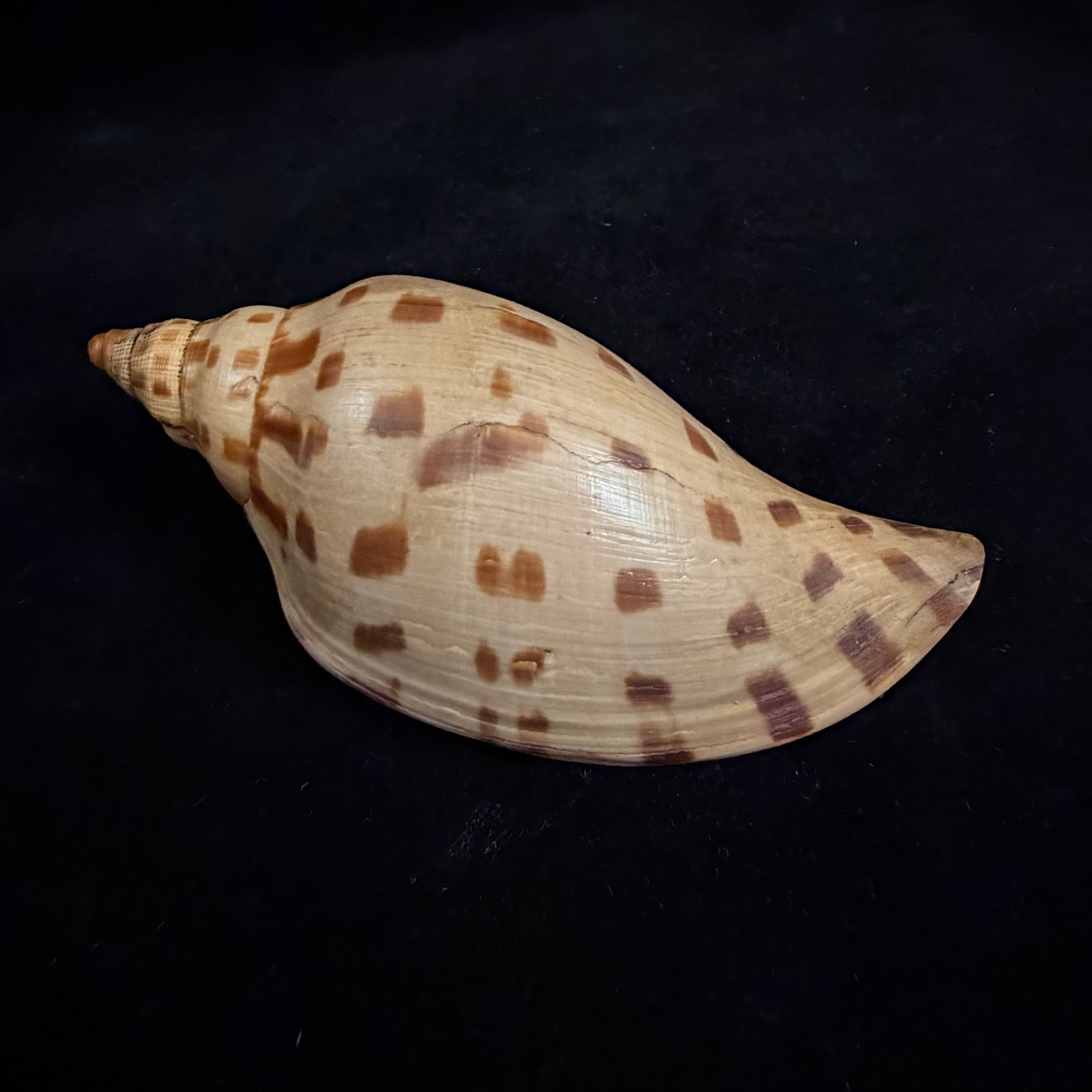 Scaphella matchetti Petuch & Sargent, 2011 - 113,1mm