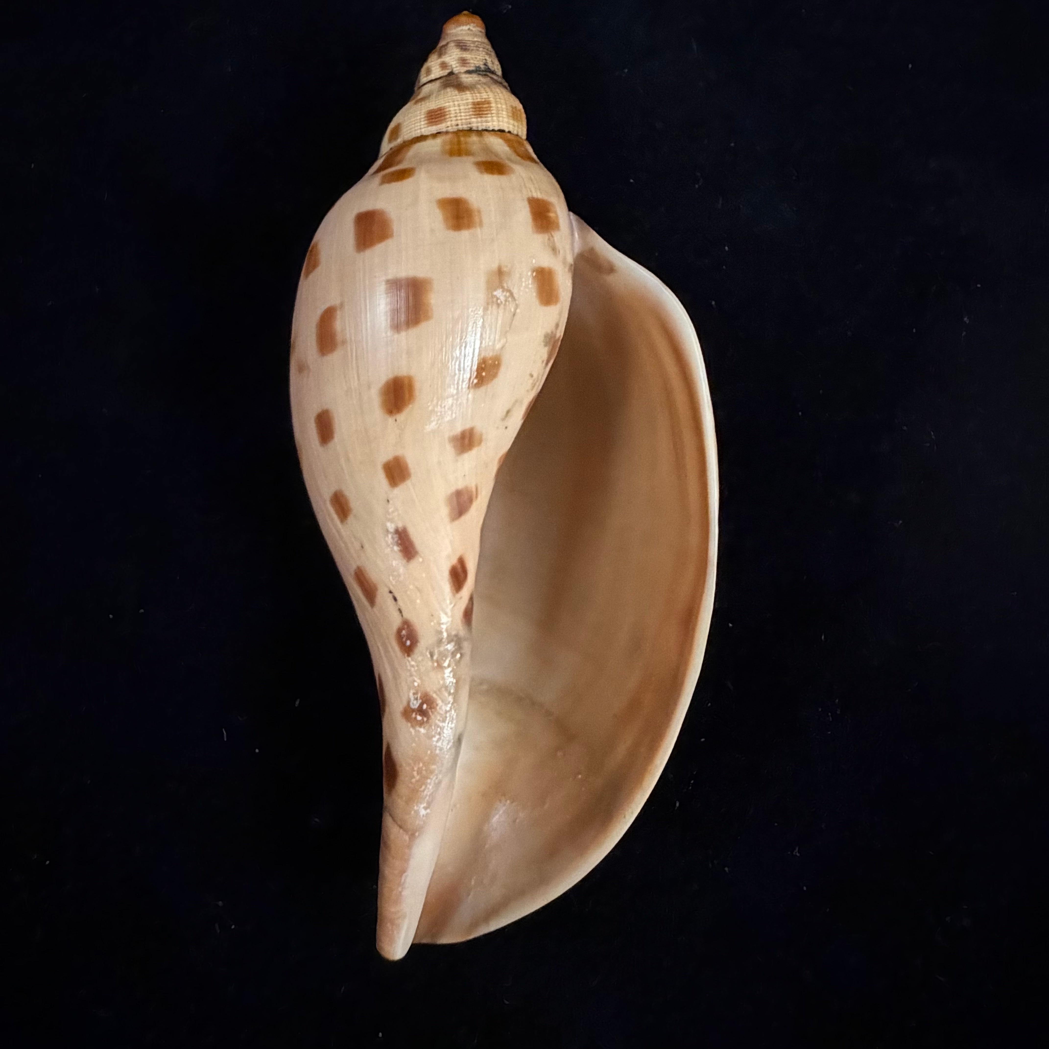 Scaphella matchetti Petuch & Sargent, 2011 - 113,1mm