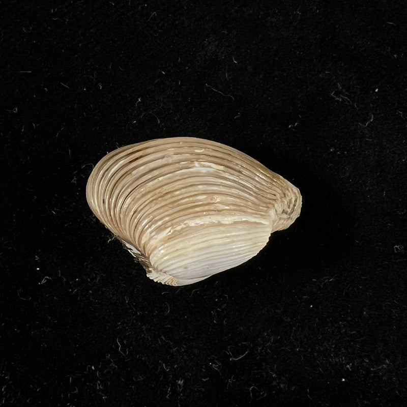 Corbula erythrodon Lamarck, 1818 - 25,3mm