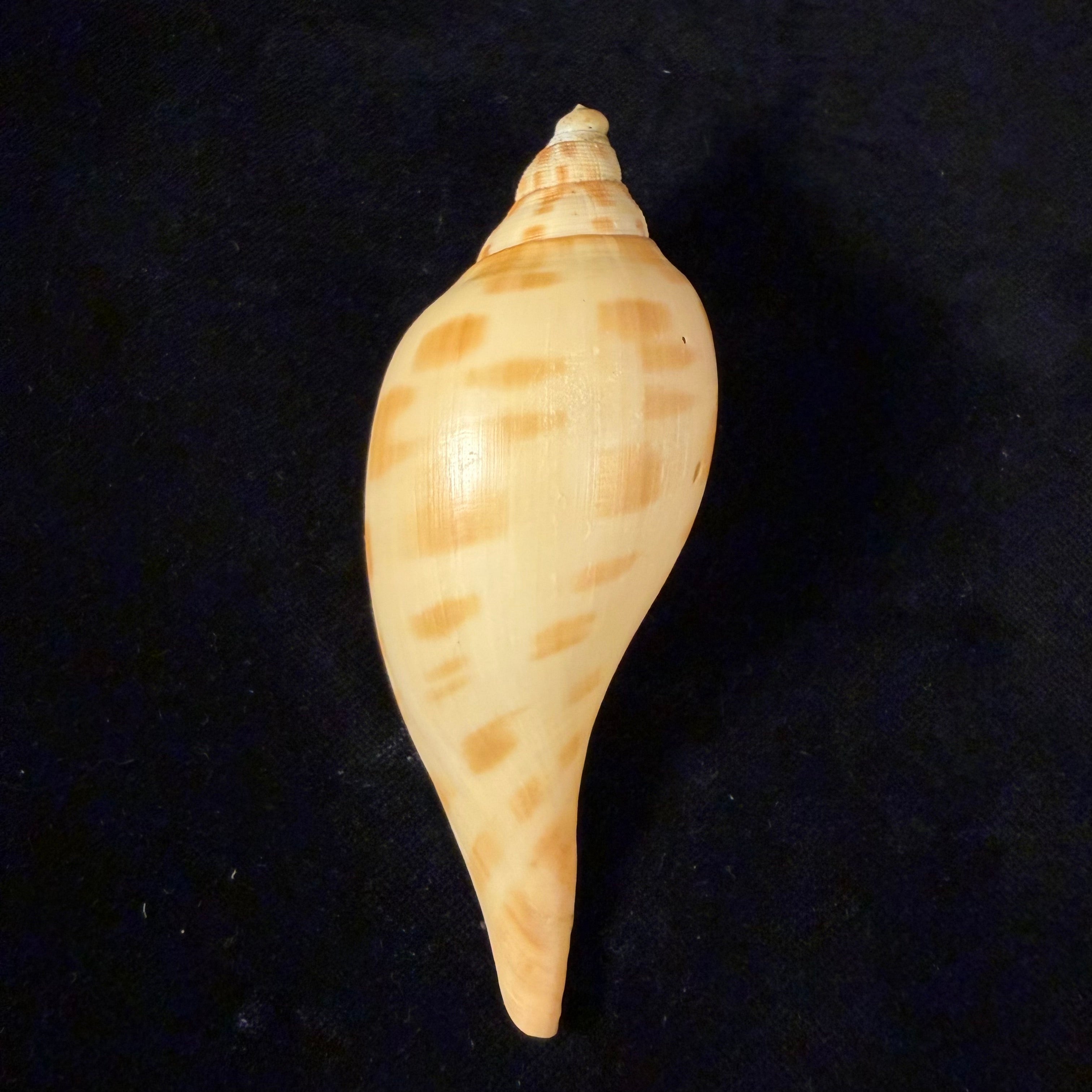 Scaphella matchetti Petuch & Sargent, 2011 - 104,6mm