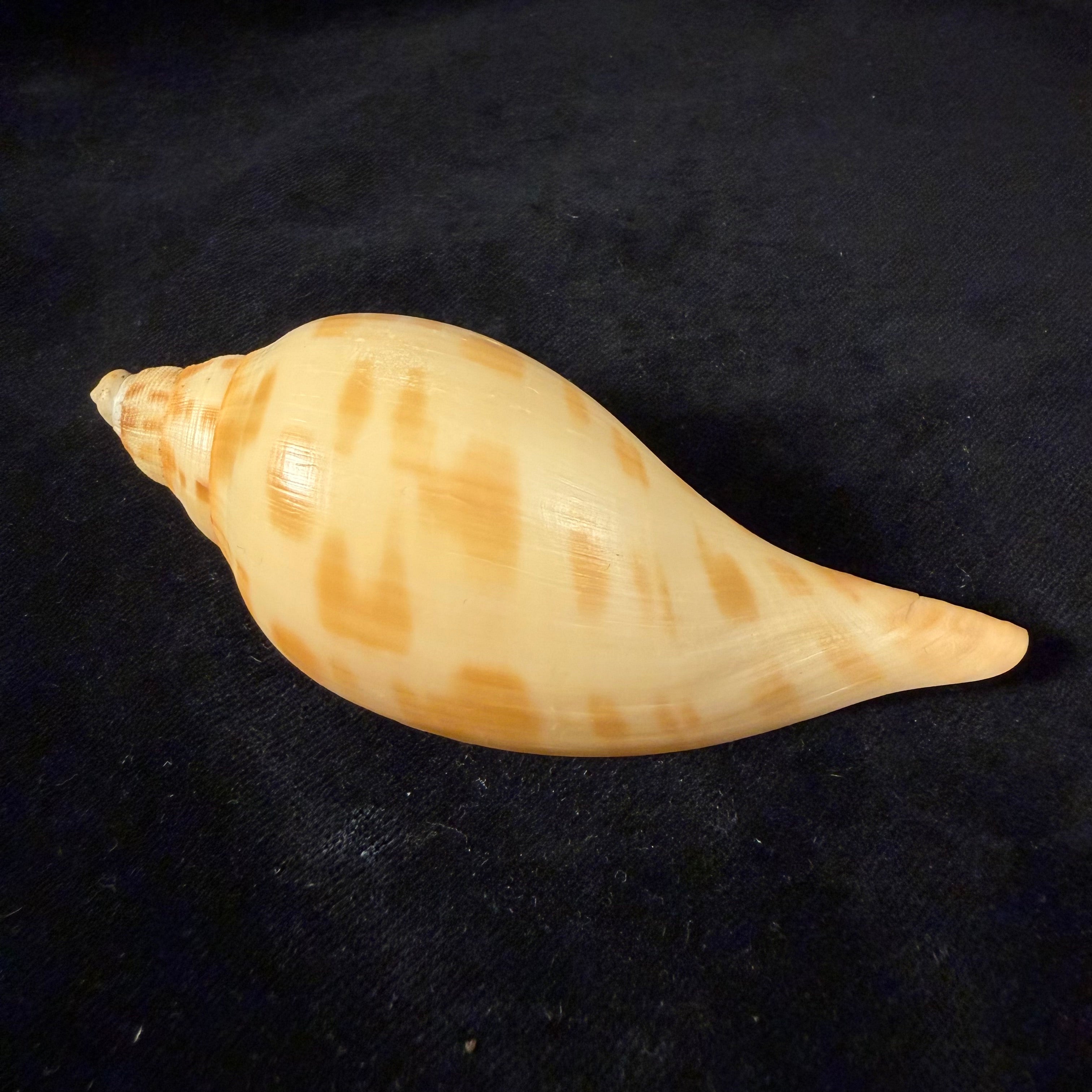 Scaphella matchetti Petuch & Sargent, 2011 - 104,6mm