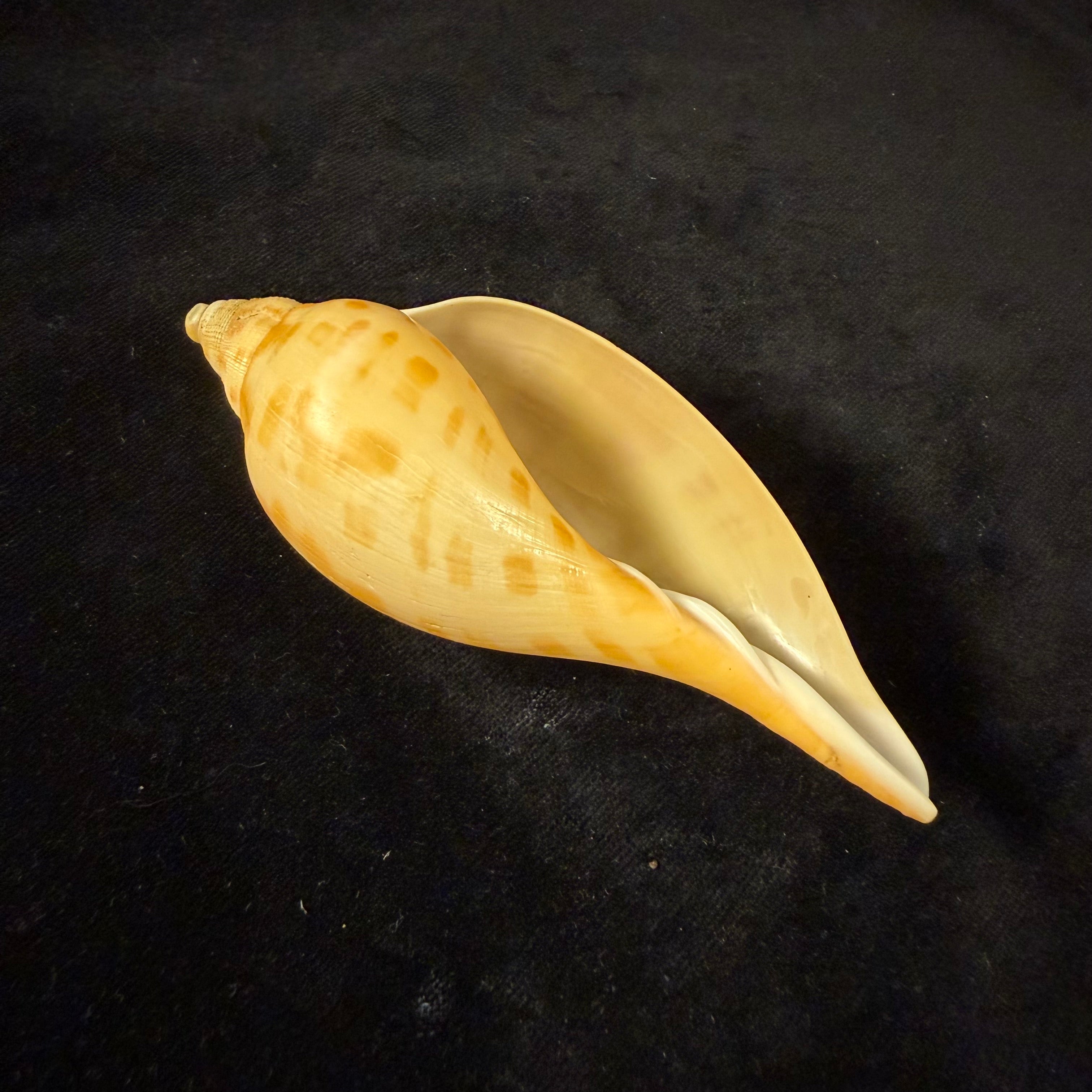 Scaphella matchetti Petuch & Sargent, 2011 - 104,6mm