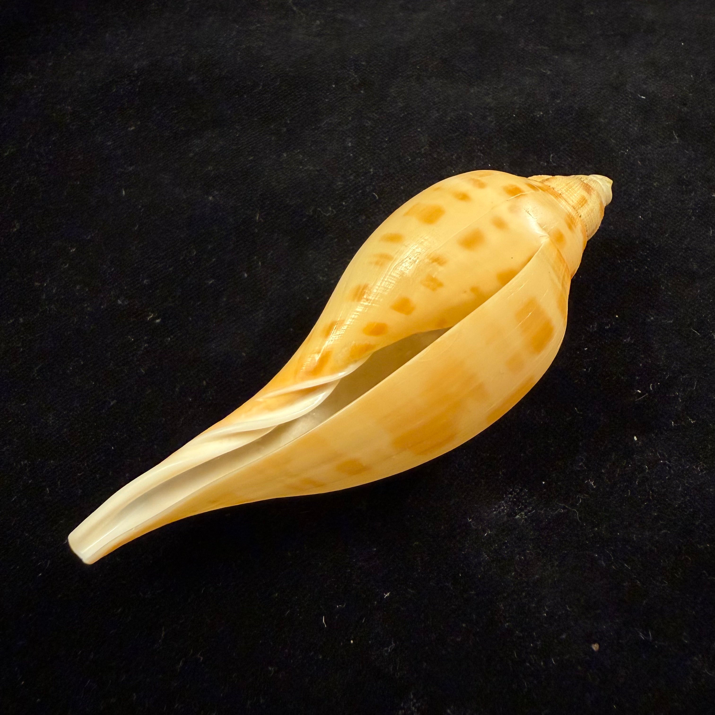 Scaphella matchetti Petuch & Sargent, 2011 - 104,6mm