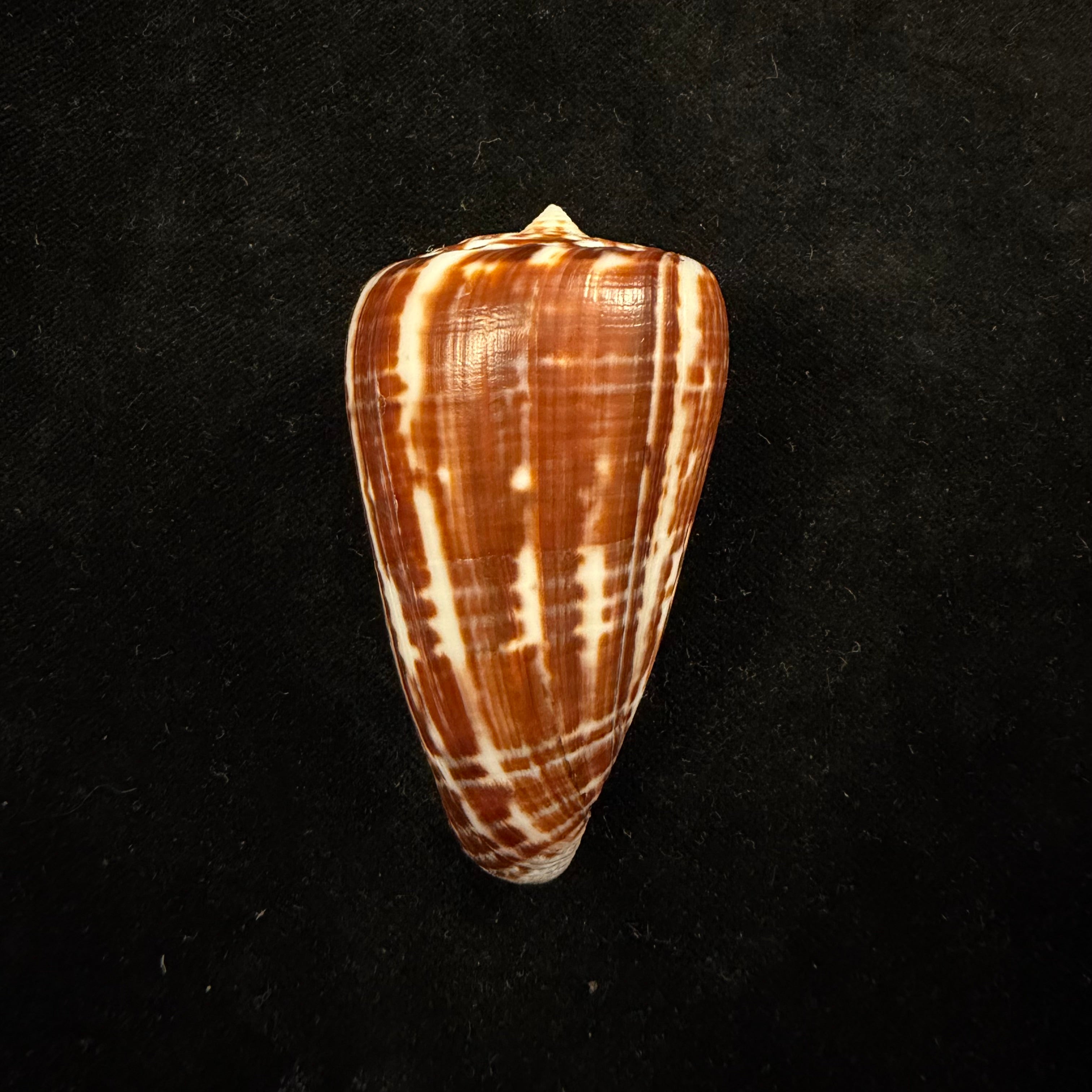 Conus spurius ochraceus Lamarck, 1810 - 65mm