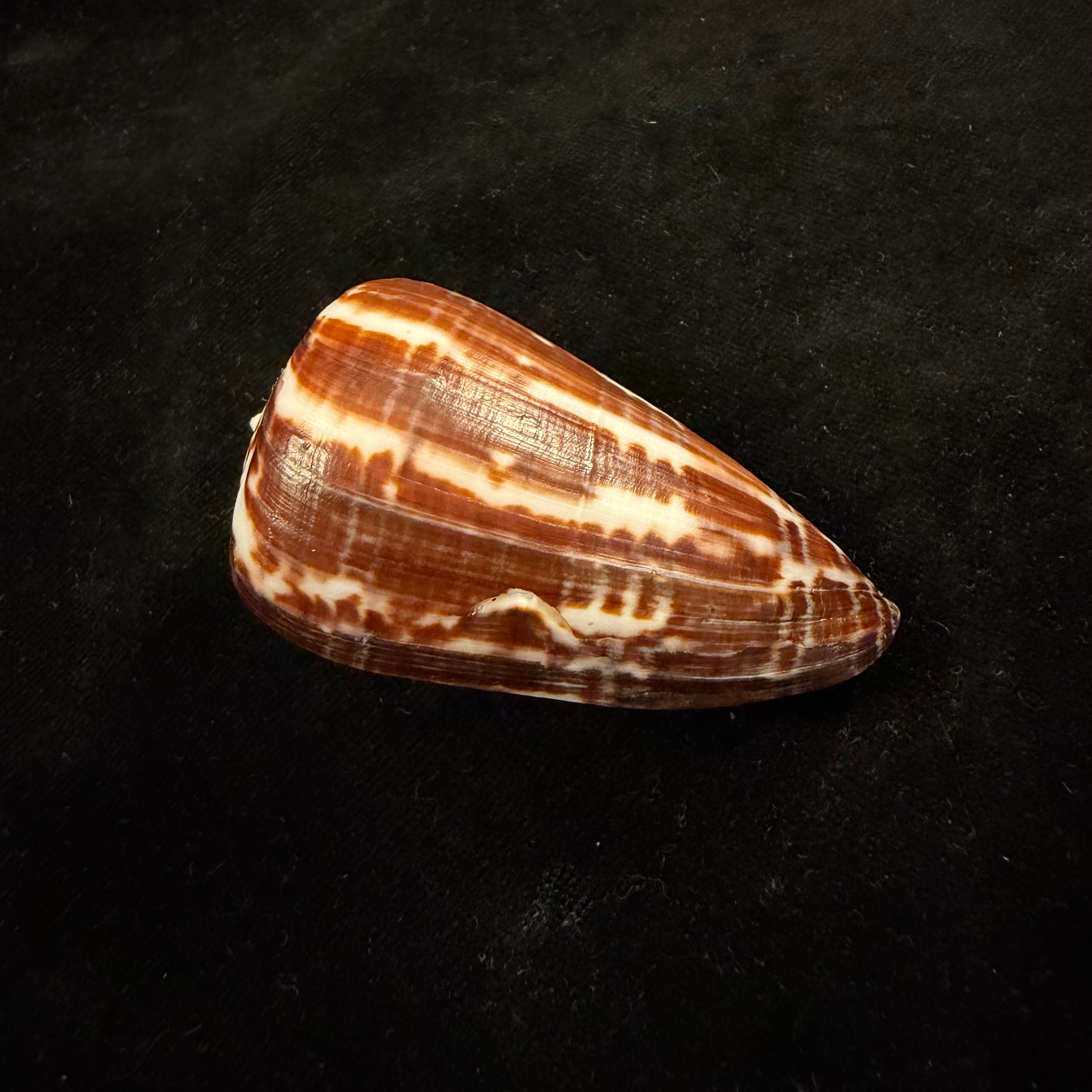 Conus spurius ochraceus Lamarck, 1810 - 65mm