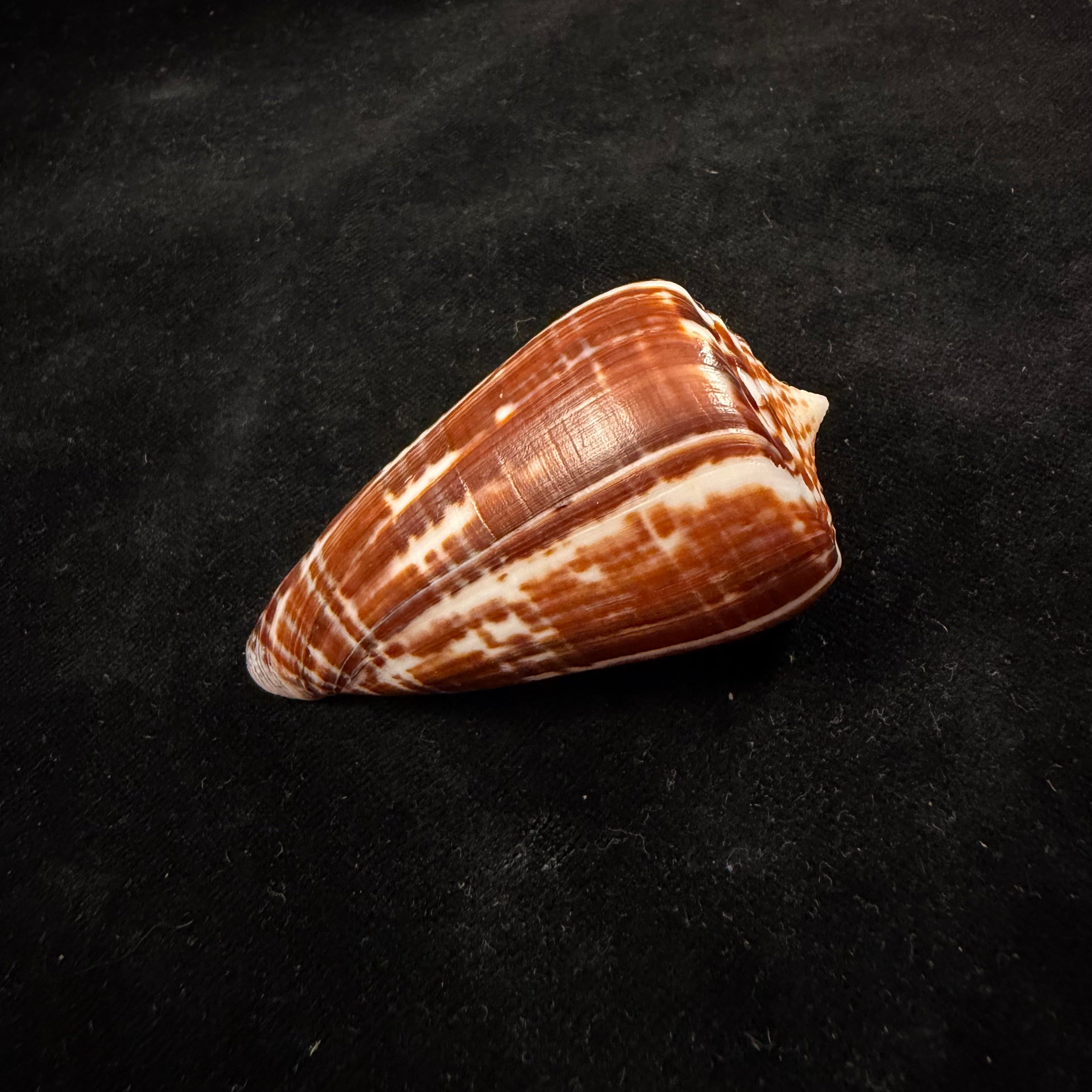 Conus spurius ochraceus Lamarck, 1810 - 65mm