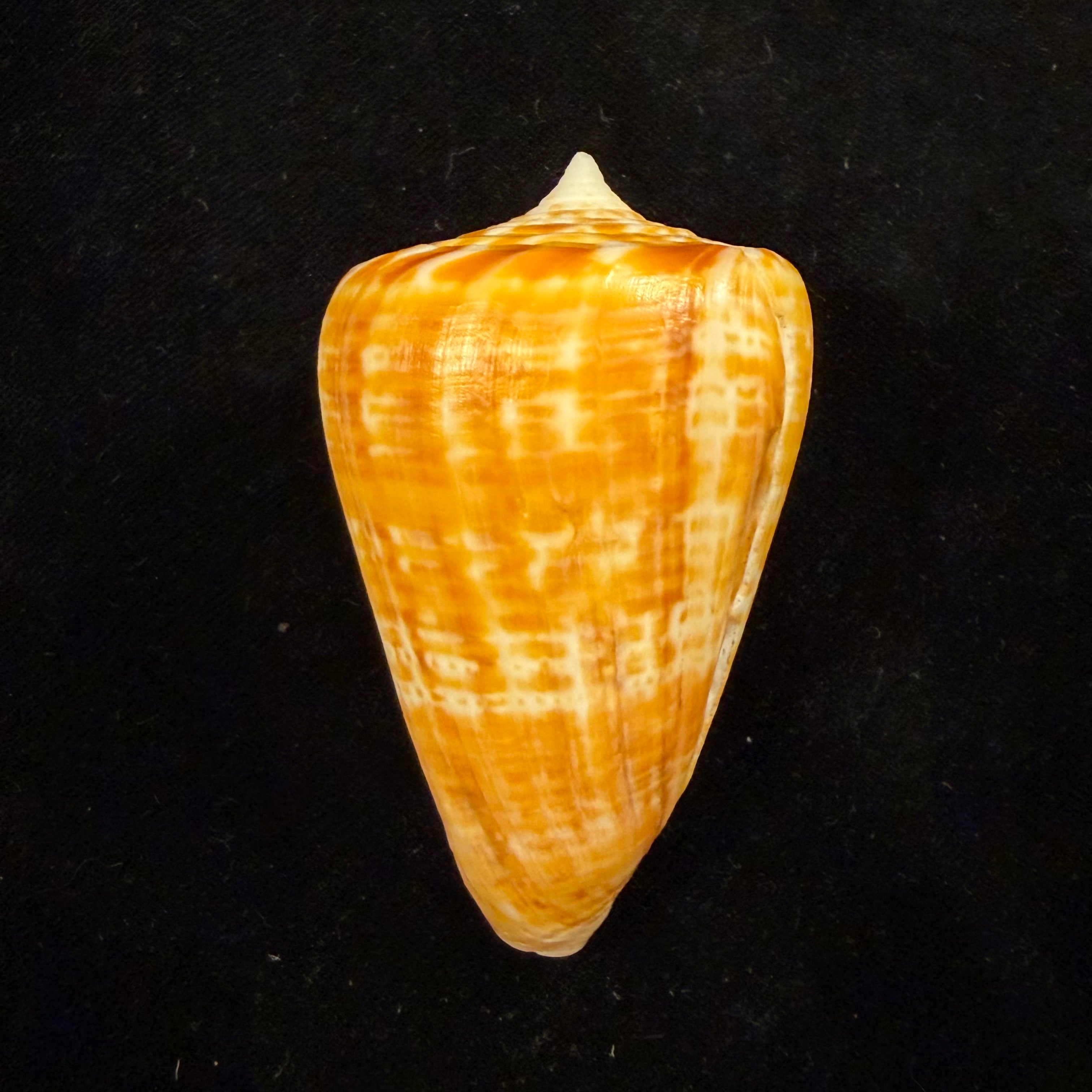 Conus spurius ochraceus Lamarck, 1810 - 73,5mm