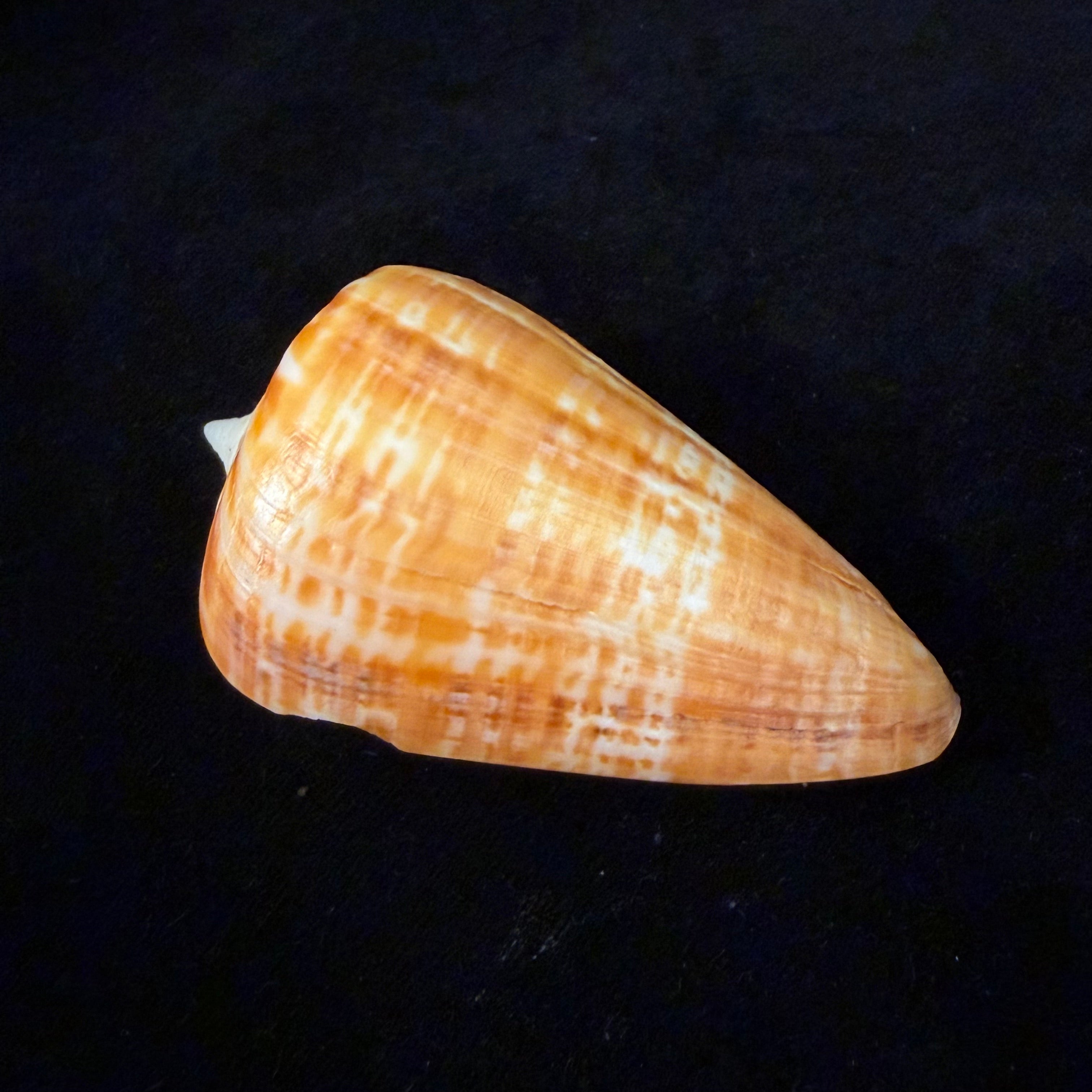 Conus spurius ochraceus Lamarck, 1810 - 73,5mm