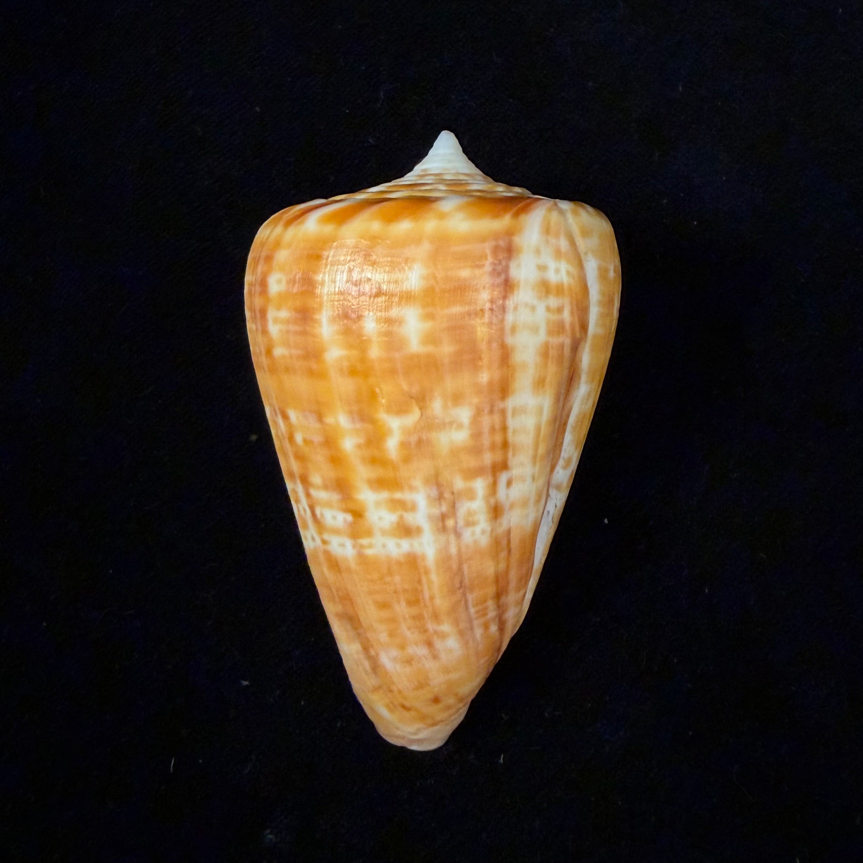 Conus spurius ochraceus Lamarck, 1810 - 73,5mm