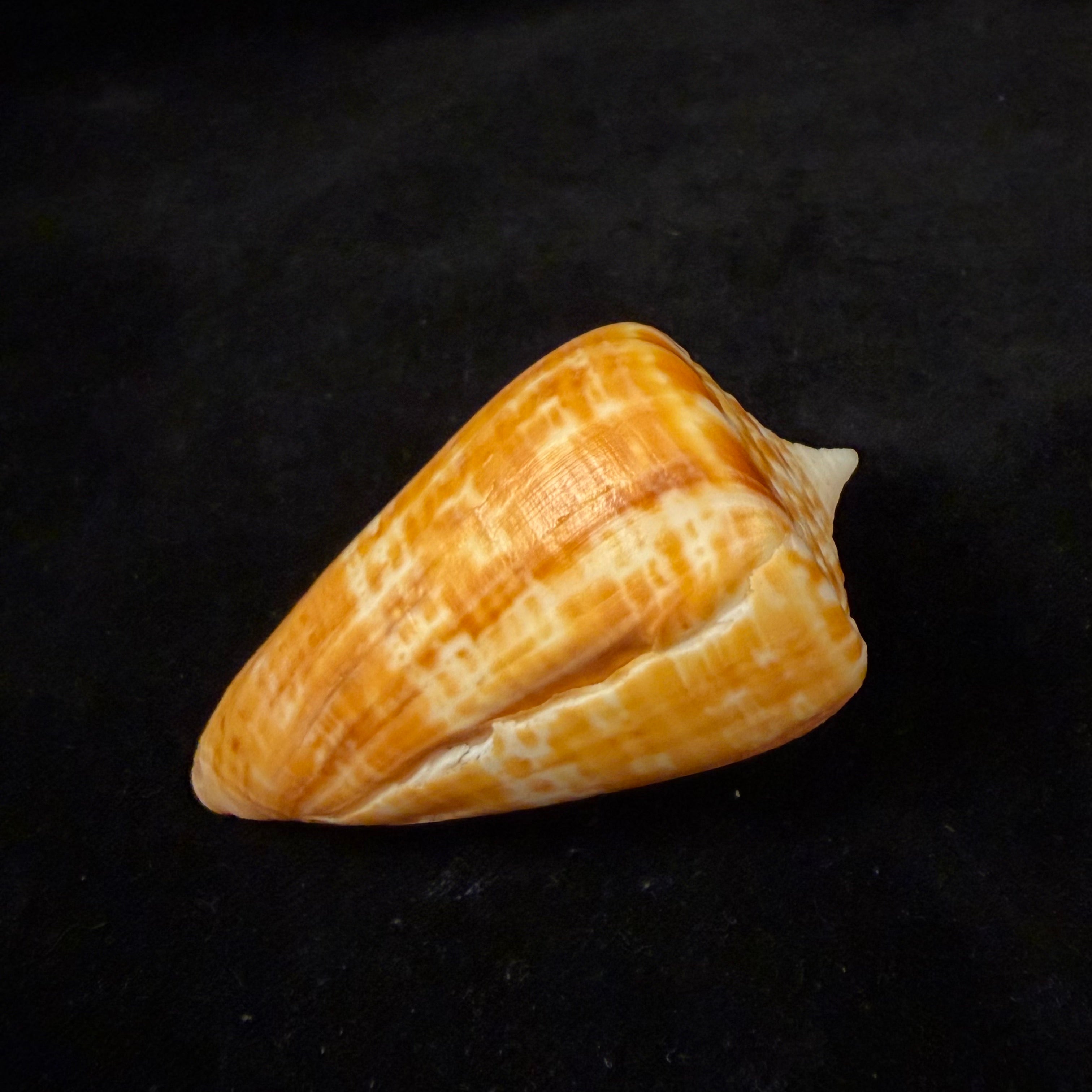 Conus spurius ochraceus Lamarck, 1810 - 73,5mm