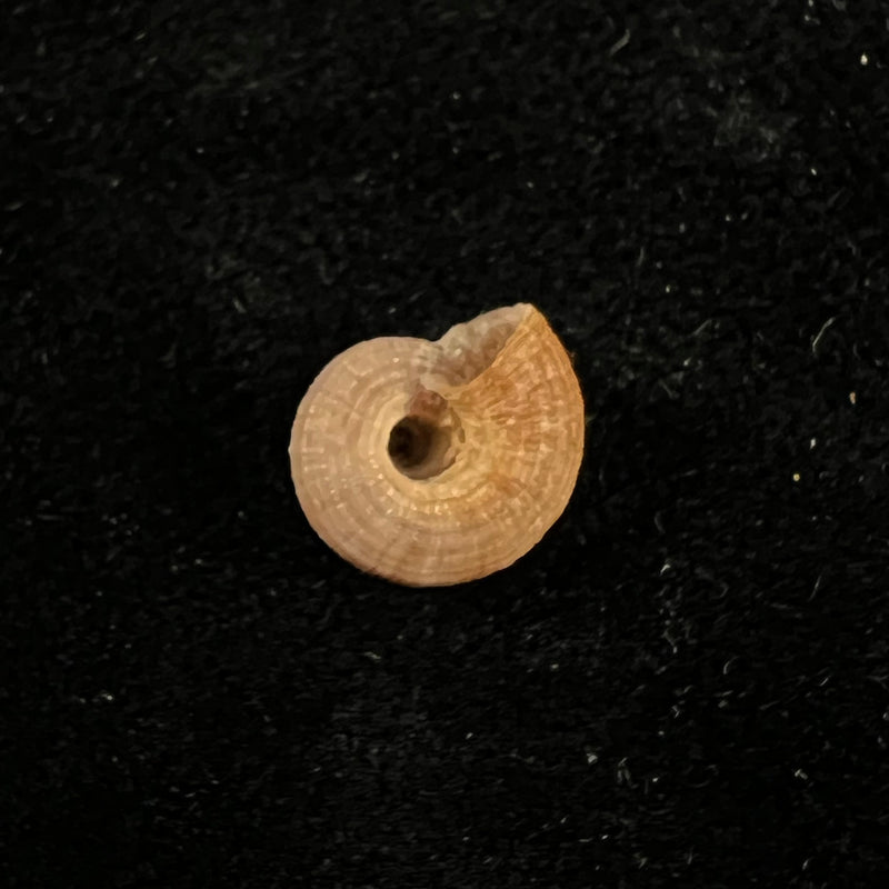 Heliacus infundibuliformis perrieri (Rochebrune, 1881) - 9,5mm