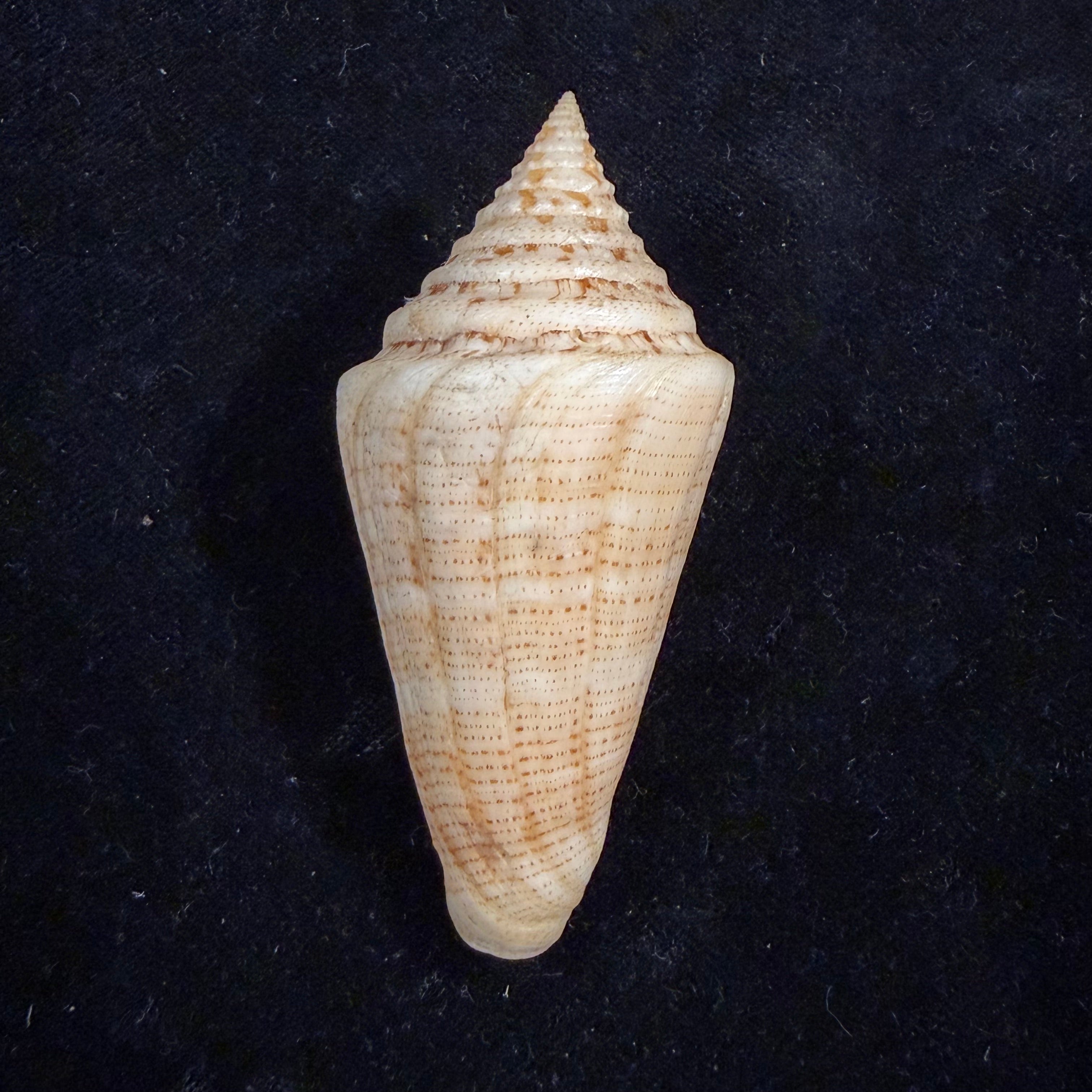 Conus peterstimpsoni (T. Cossignani & Allary, 2021) - 74mm