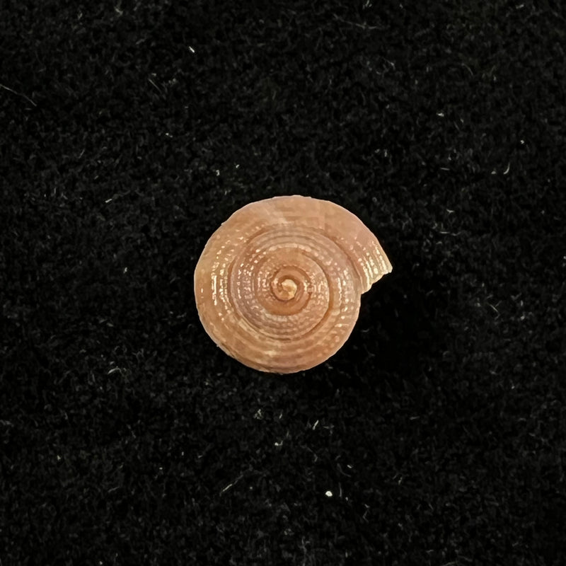 Heliacus infundibuliformis perrieri (Rochebrune, 1881) - 9,4mm