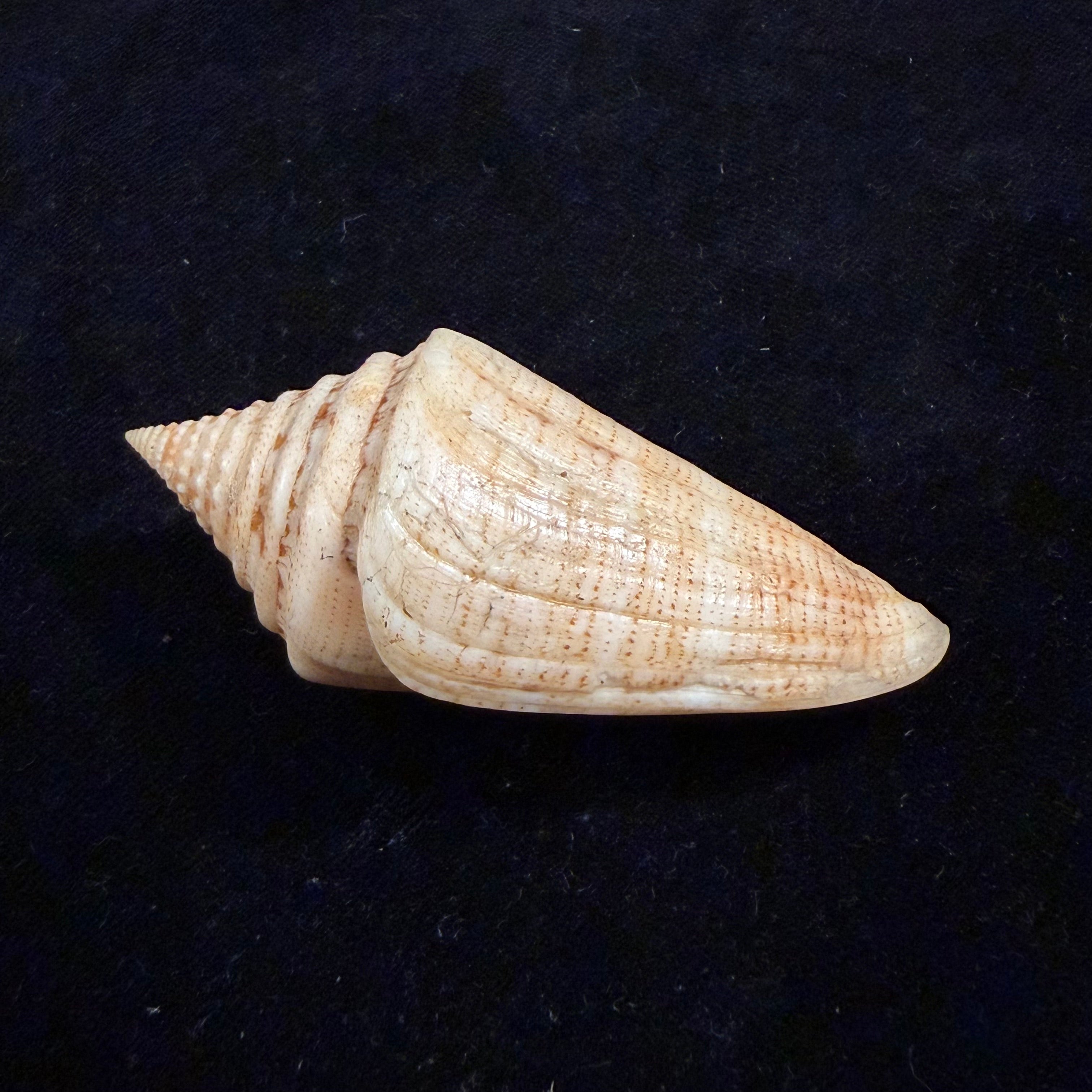 Conus peterstimpsoni (T. Cossignani & Allary, 2021) - 74mm