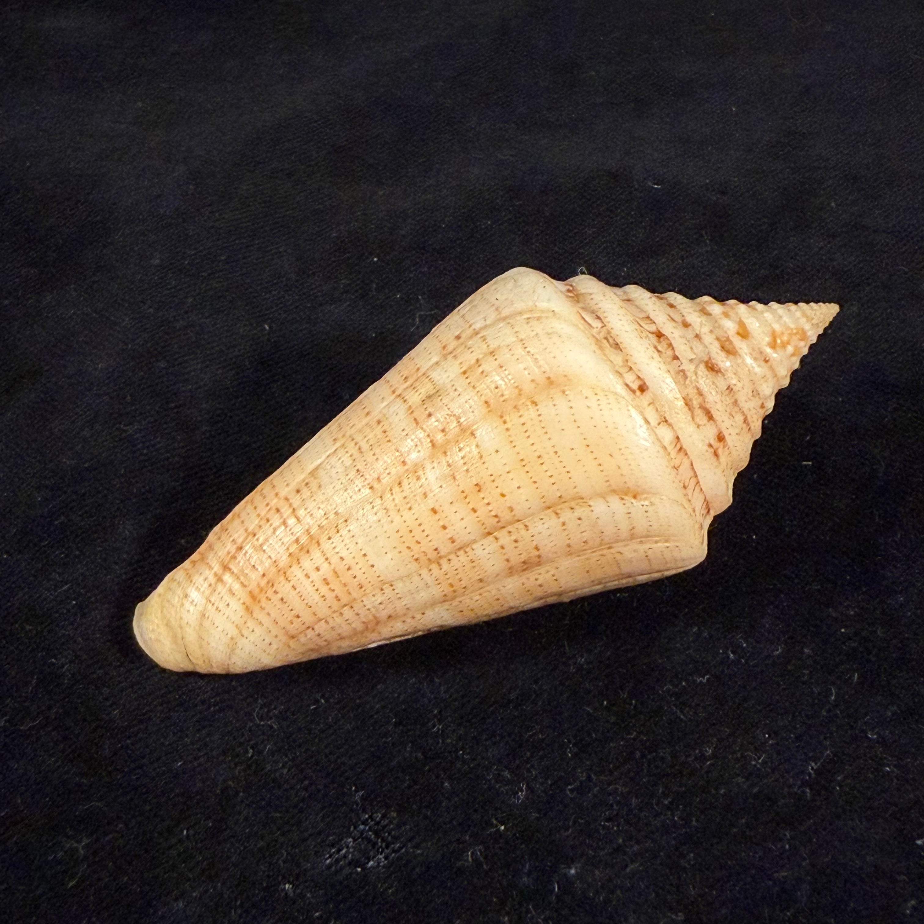 Conus peterstimpsoni (T. Cossignani & Allary, 2021) - 74mm