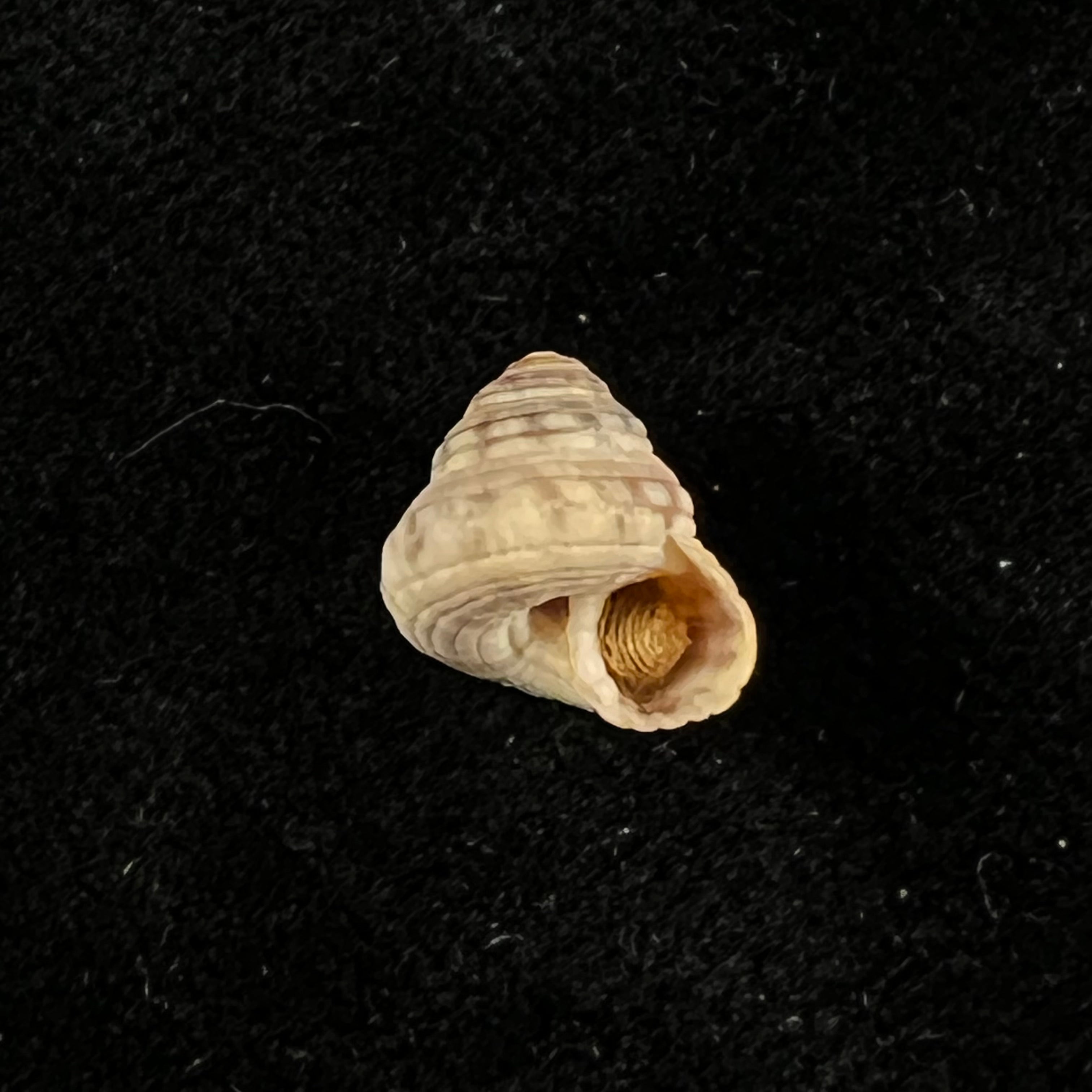 Heliacus cylindricus (Gmelin, 1791) - 9,3mm