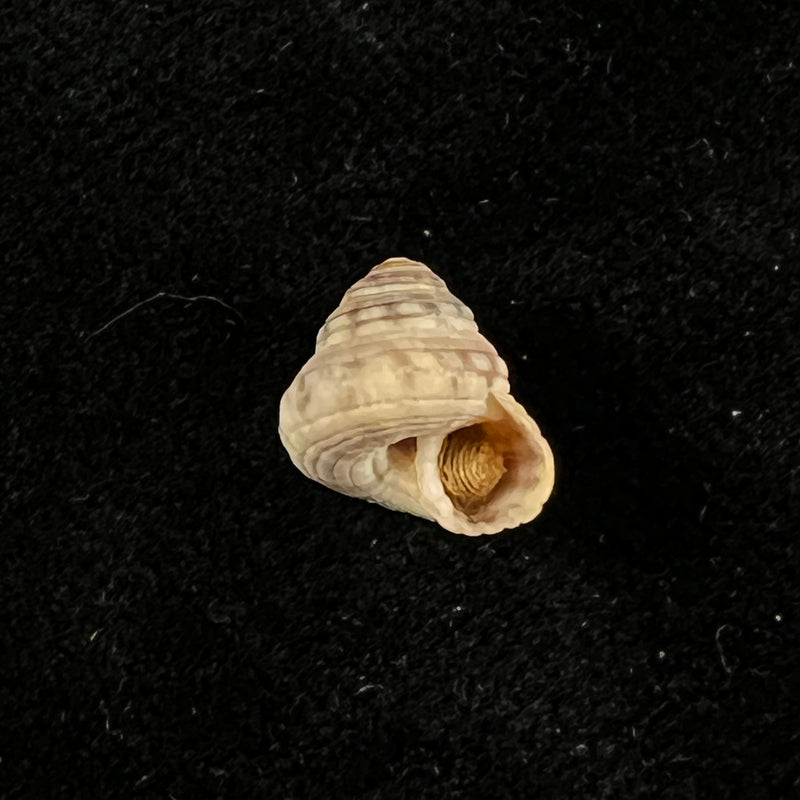 Heliacus cylindricus (Gmelin, 1791) - 9,3mm